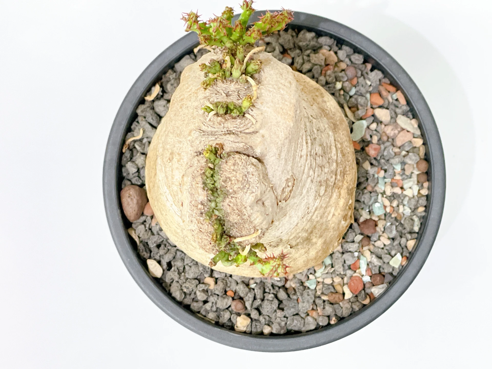 蓬萊島綴化 Euphorbia decidua f. cristata CA-15527