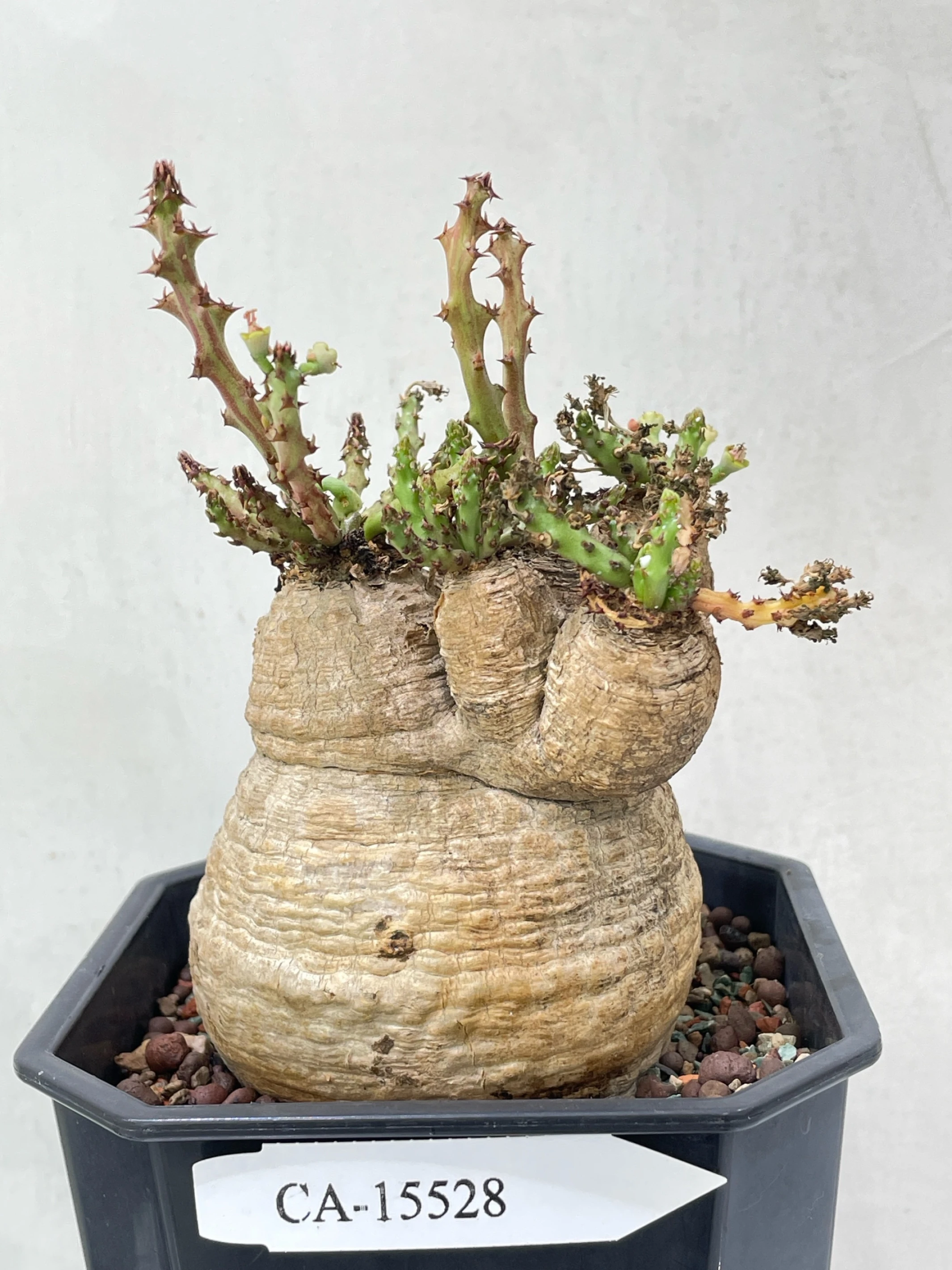 六頭蓬萊島 Euphorbia decidua CA-15528