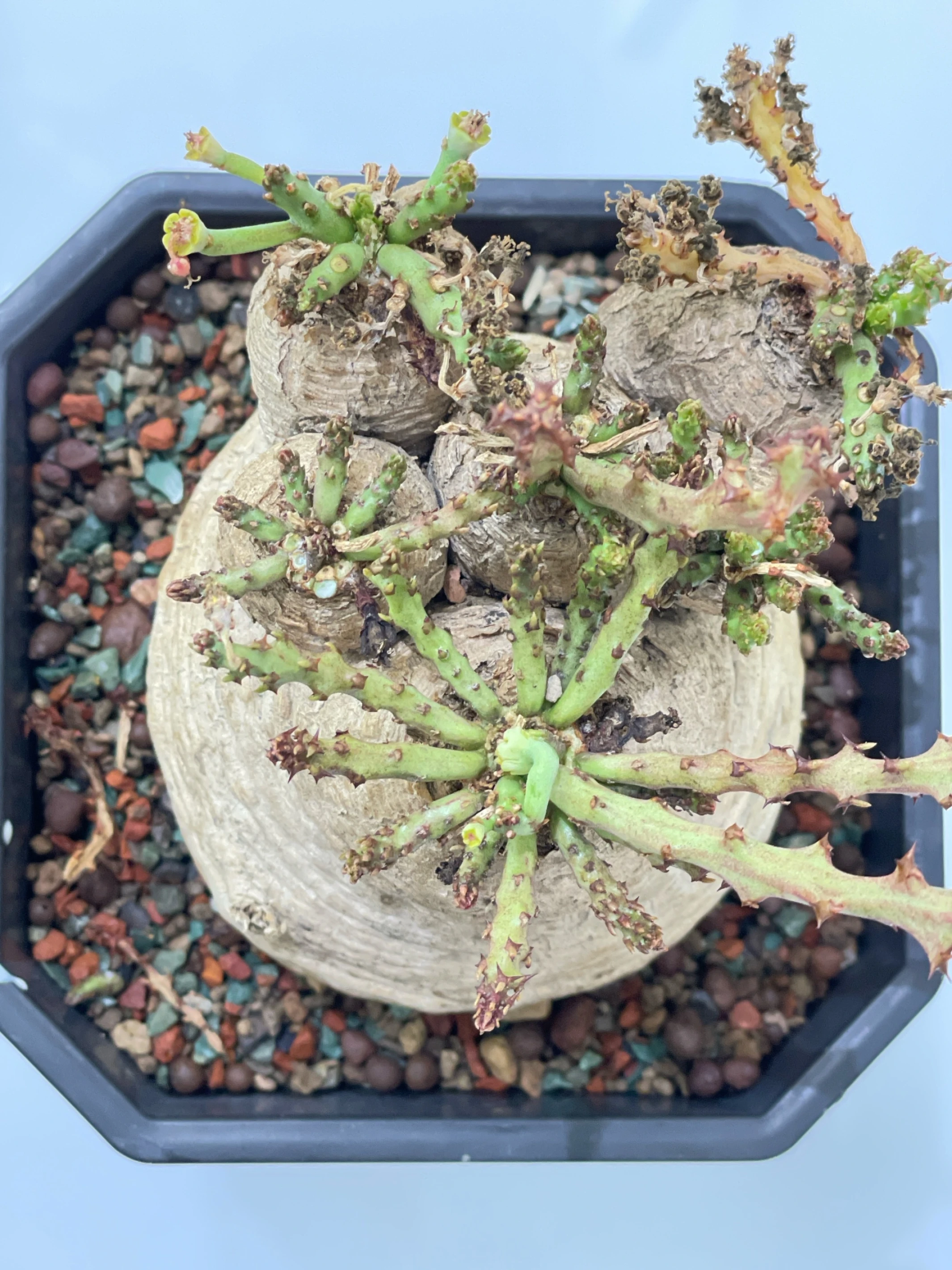六頭蓬萊島 Euphorbia decidua CA-15528