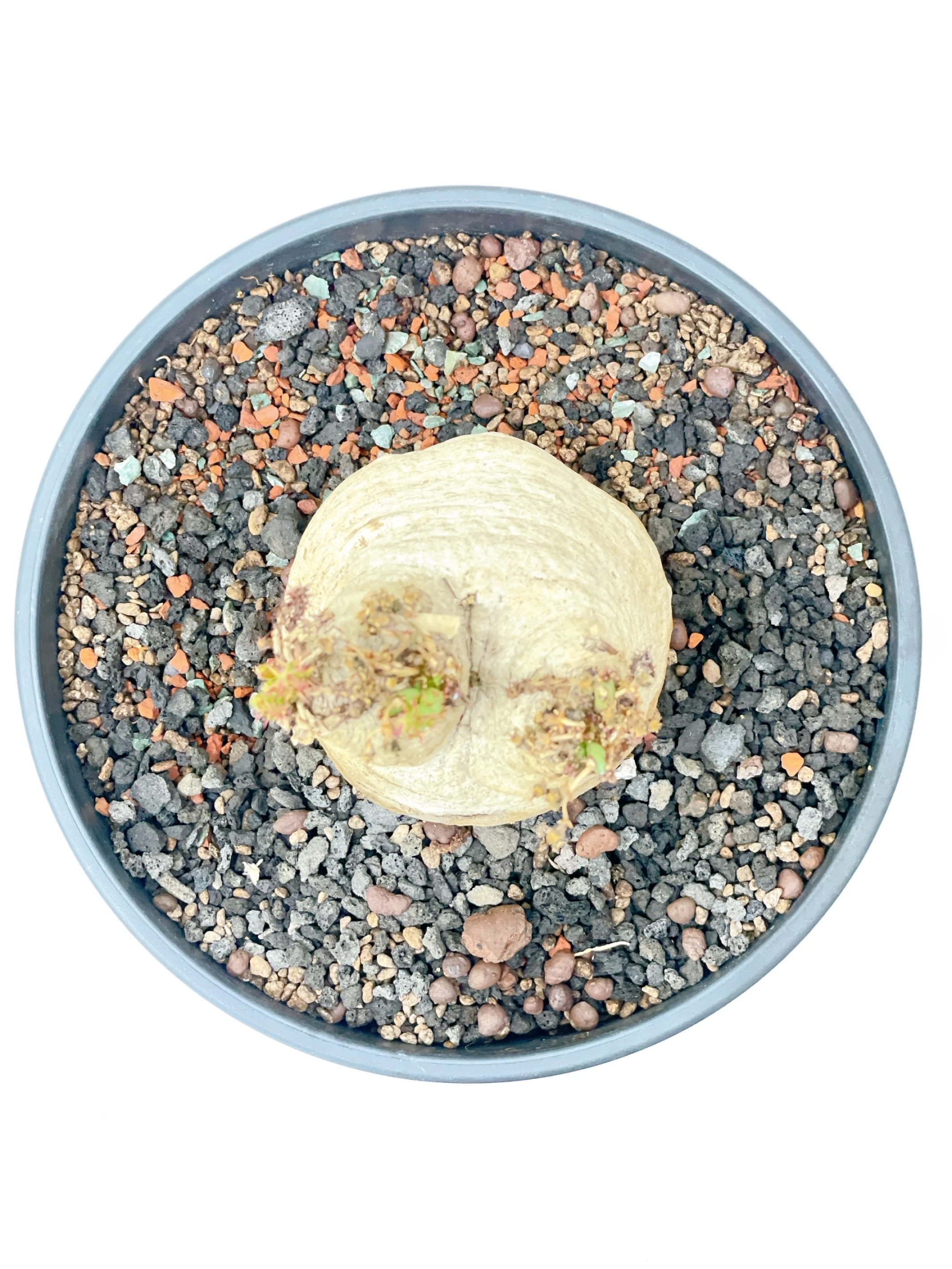 三頭蓬萊島 Euphorbia decidua CA-15530