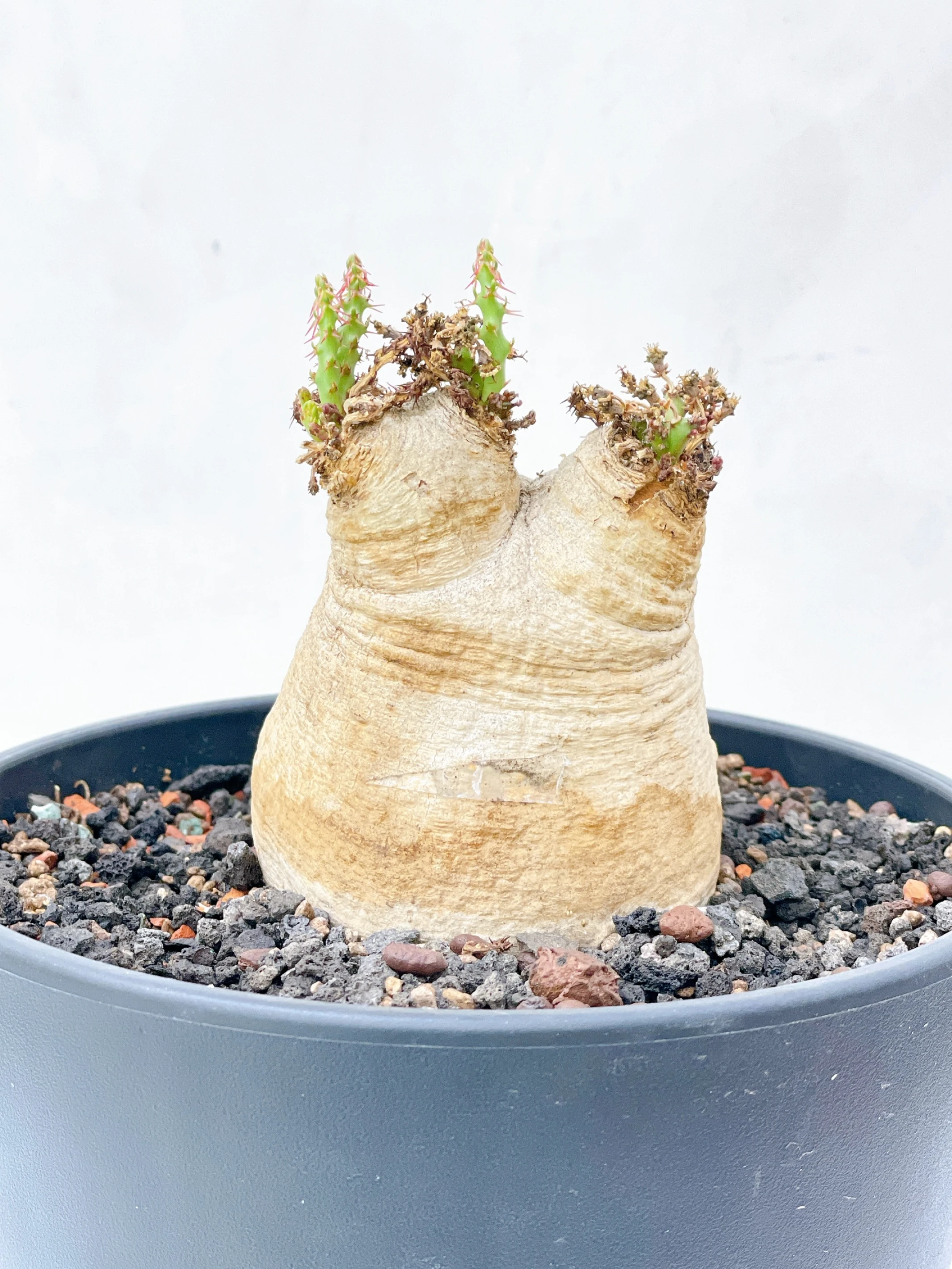 三頭蓬萊島 Euphorbia decidua CA-15530