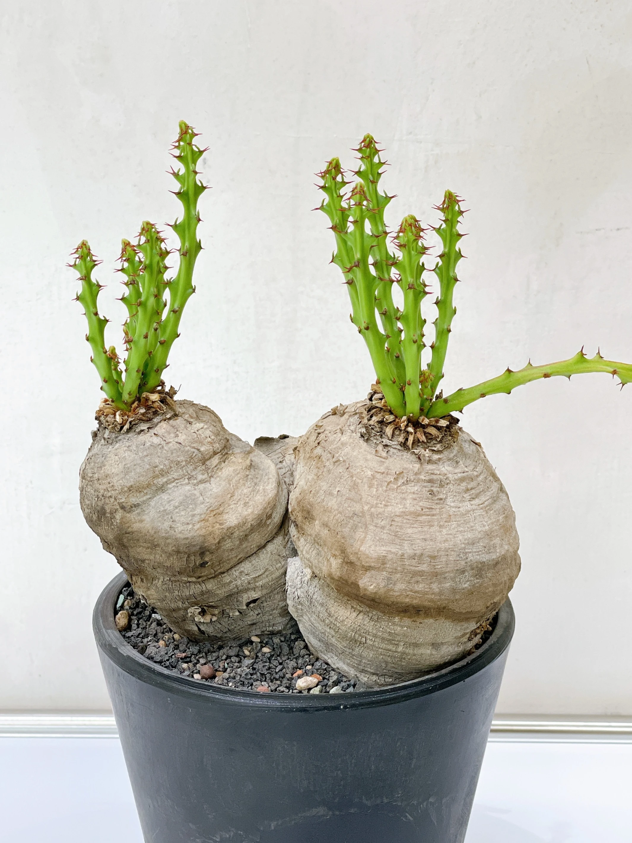 雙頭蓬萊島 Euphorbia decidua CA-15531