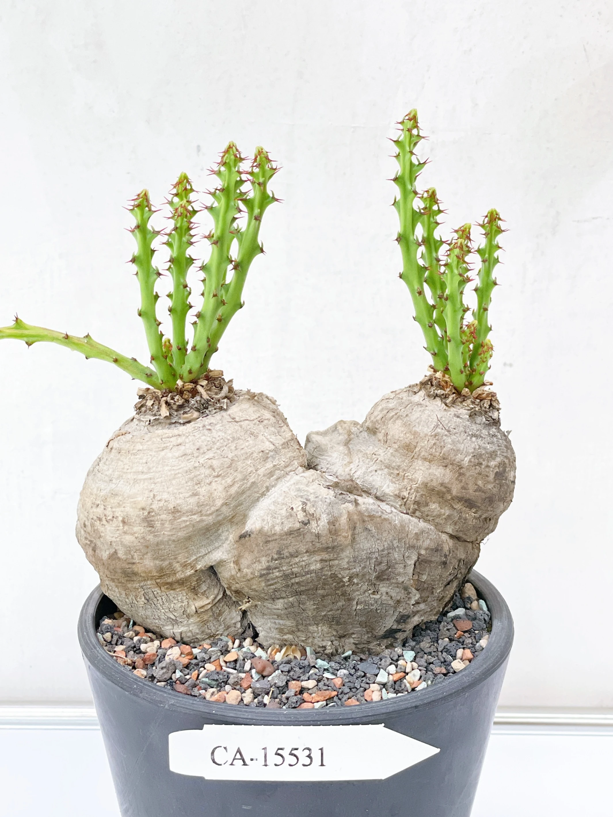 雙頭蓬萊島 Euphorbia decidua CA-15531