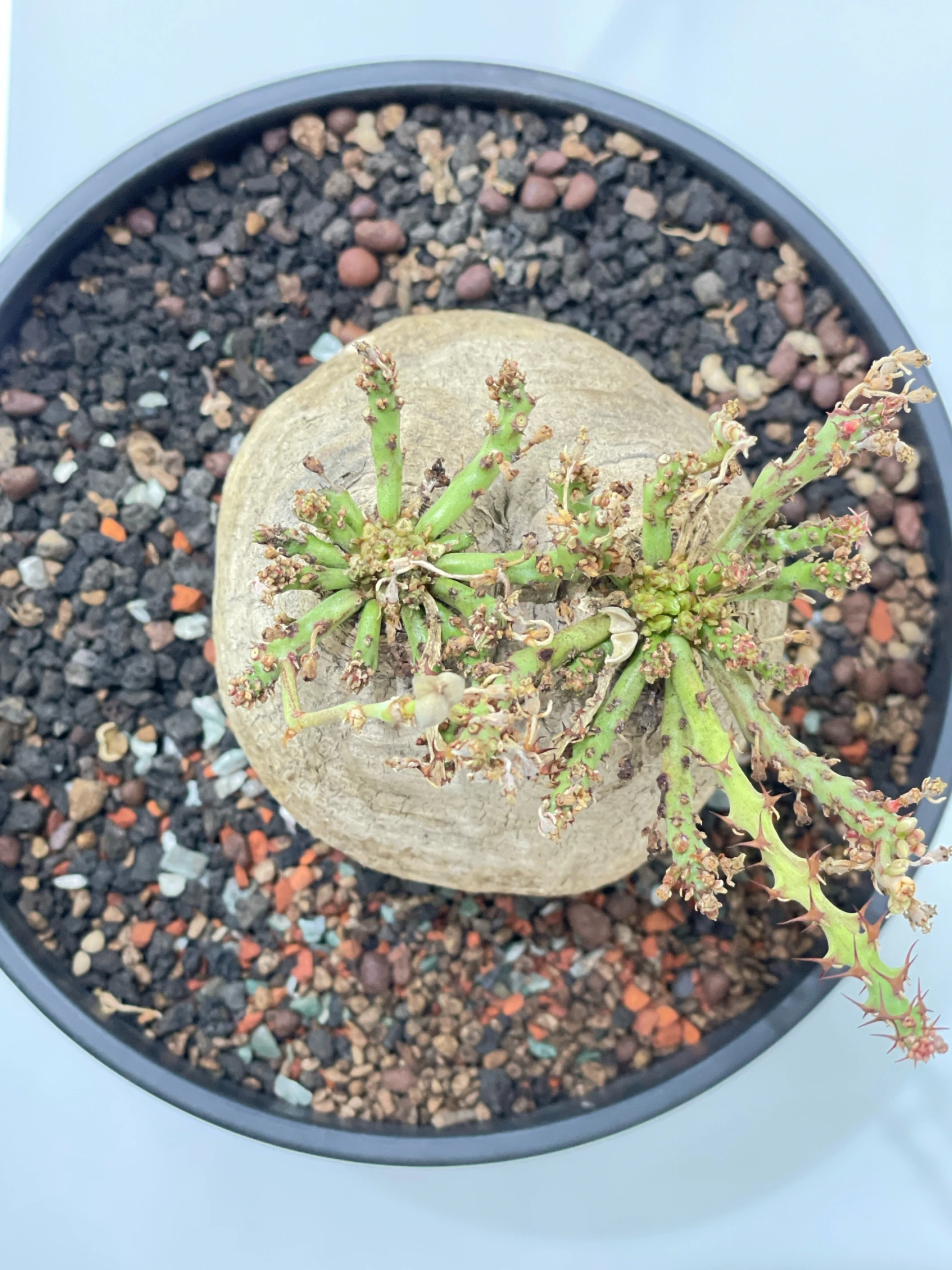 雙頭蓬萊島 Euphorbia decidua CA-15536