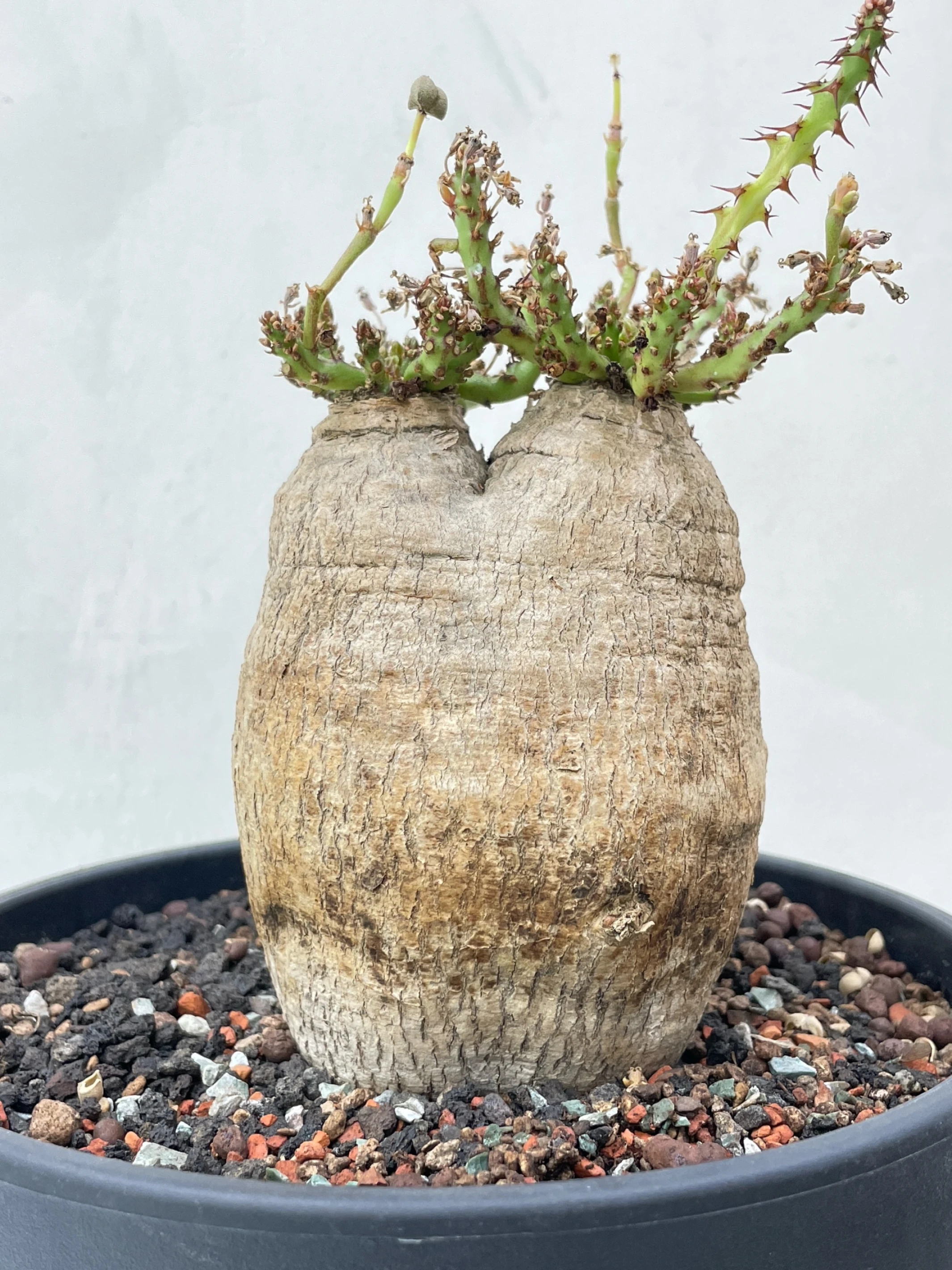 雙頭蓬萊島 Euphorbia decidua CA-15536