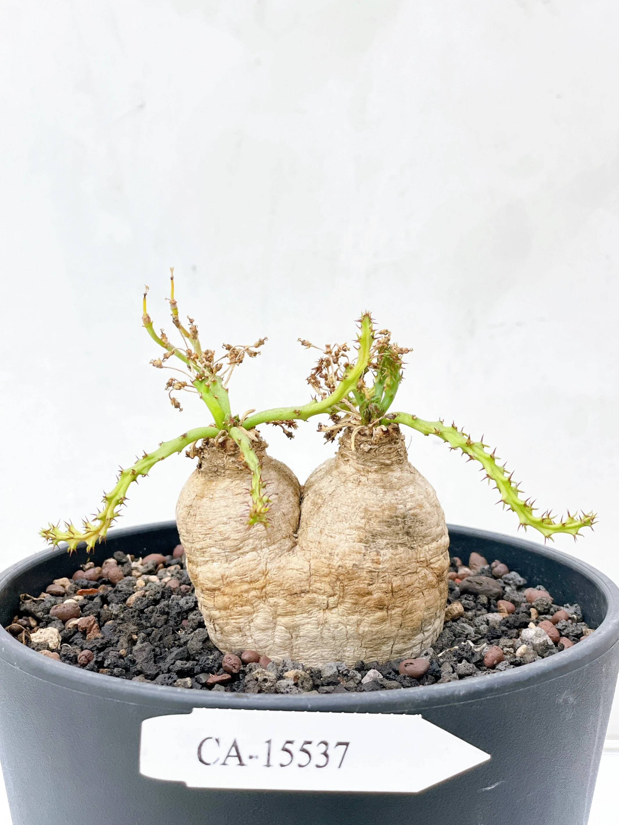 雙頭蓬萊島 Euphorbia decidua CA-15537