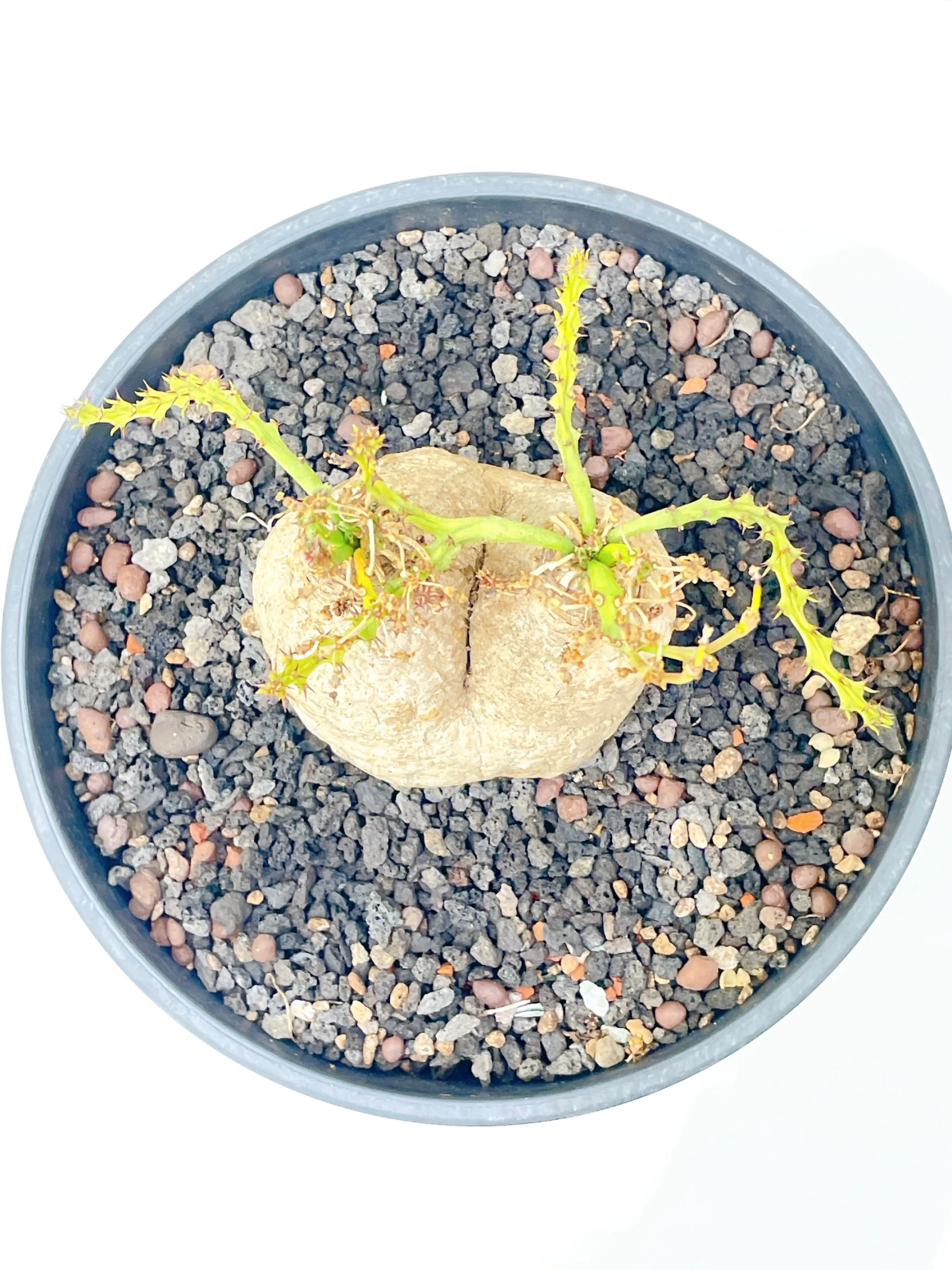 雙頭蓬萊島 Euphorbia decidua CA-15537