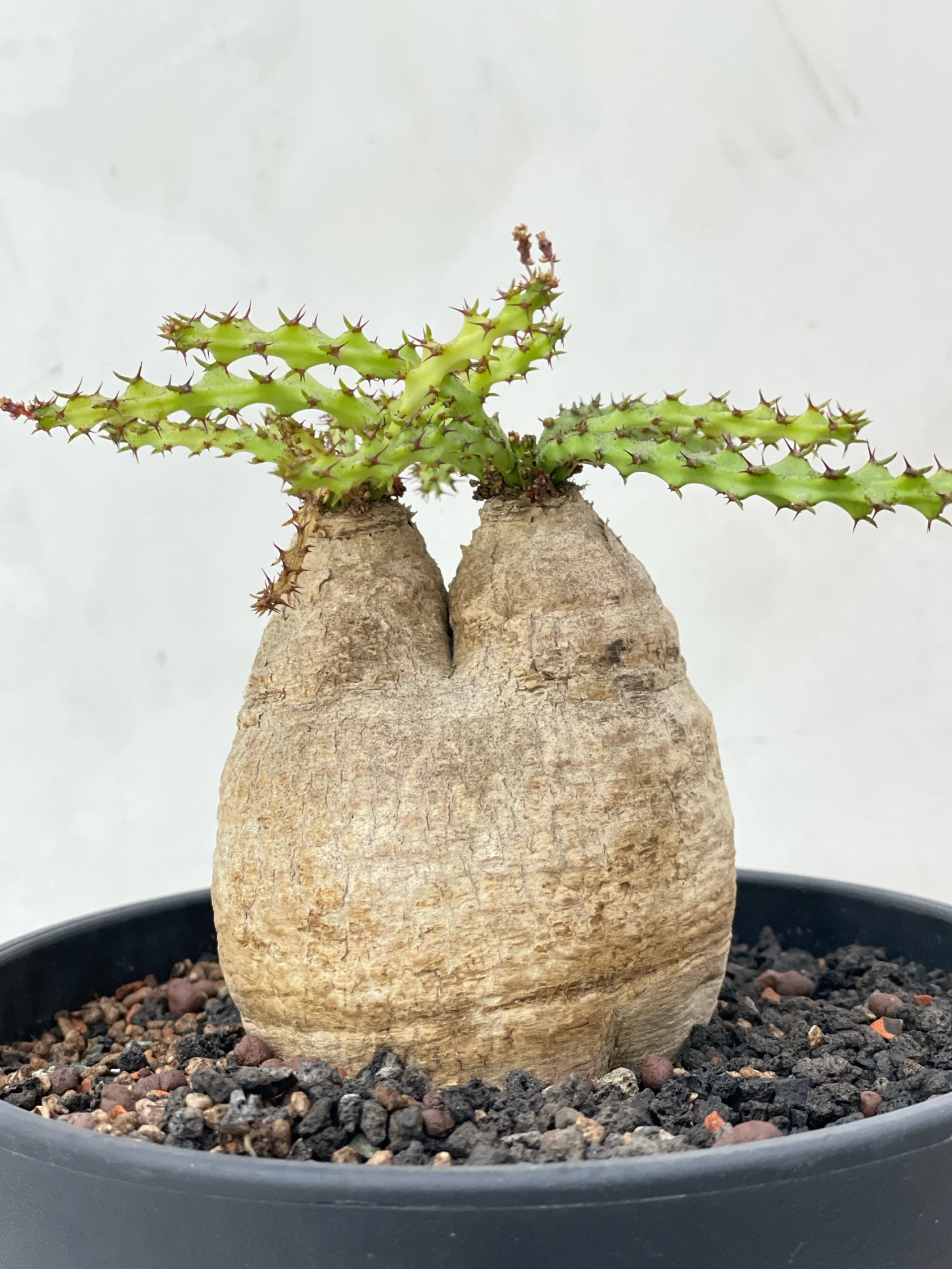 雙頭蓬萊島 Euphorbia decidua CA-15539