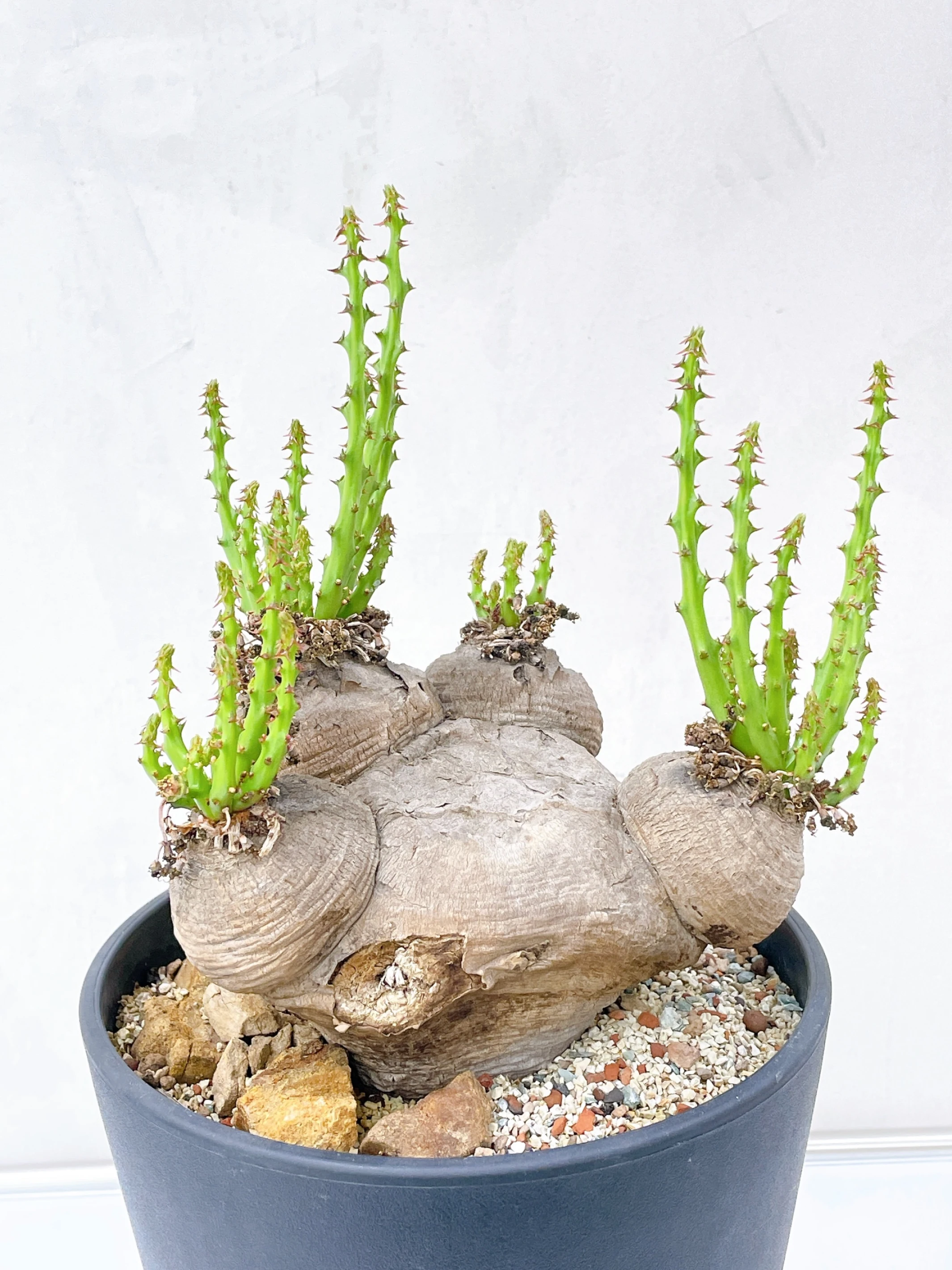 四頭蓬萊島 Euphorbia decidua CA-16645