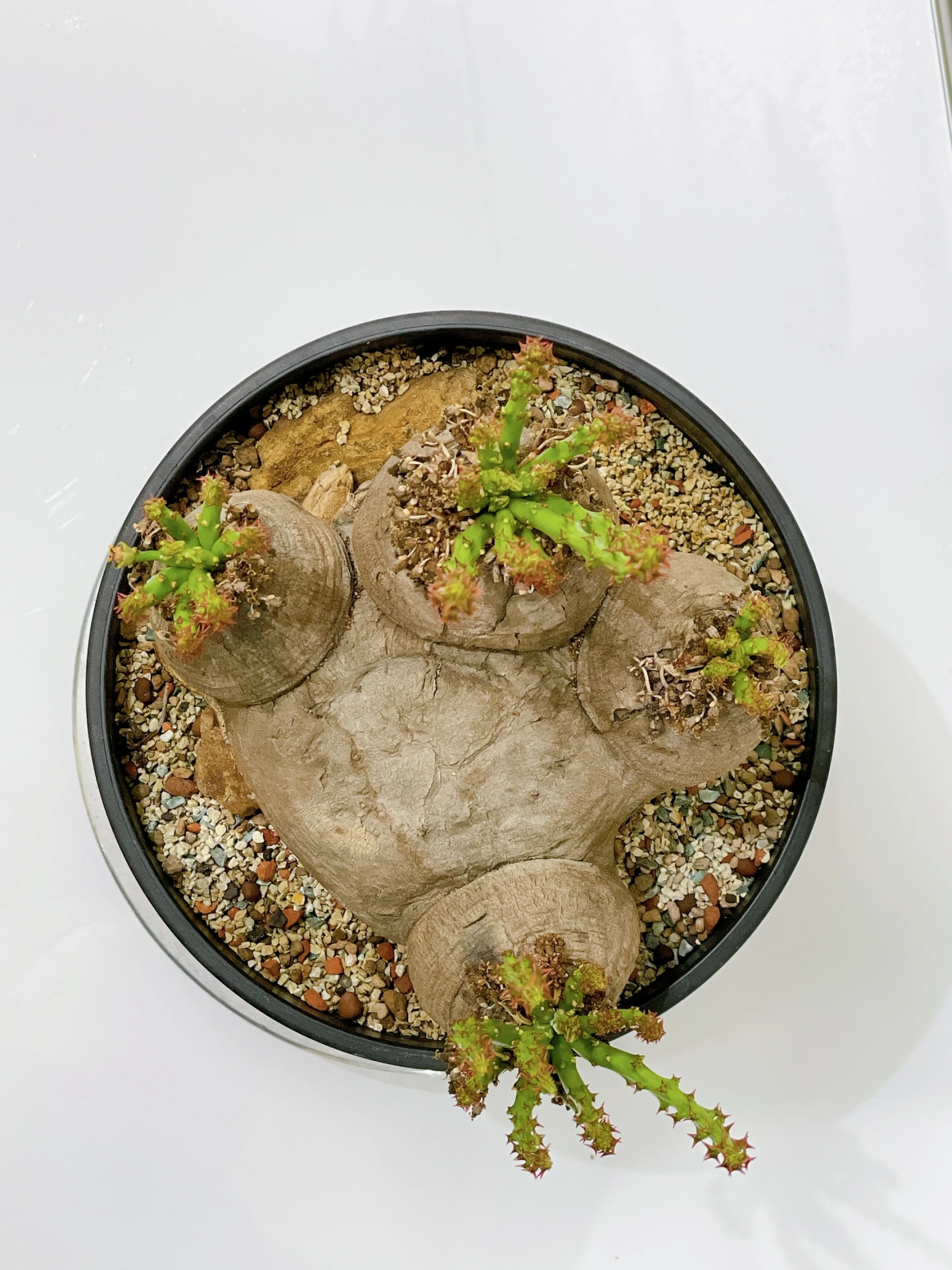 四頭蓬萊島 Euphorbia decidua CA-16645