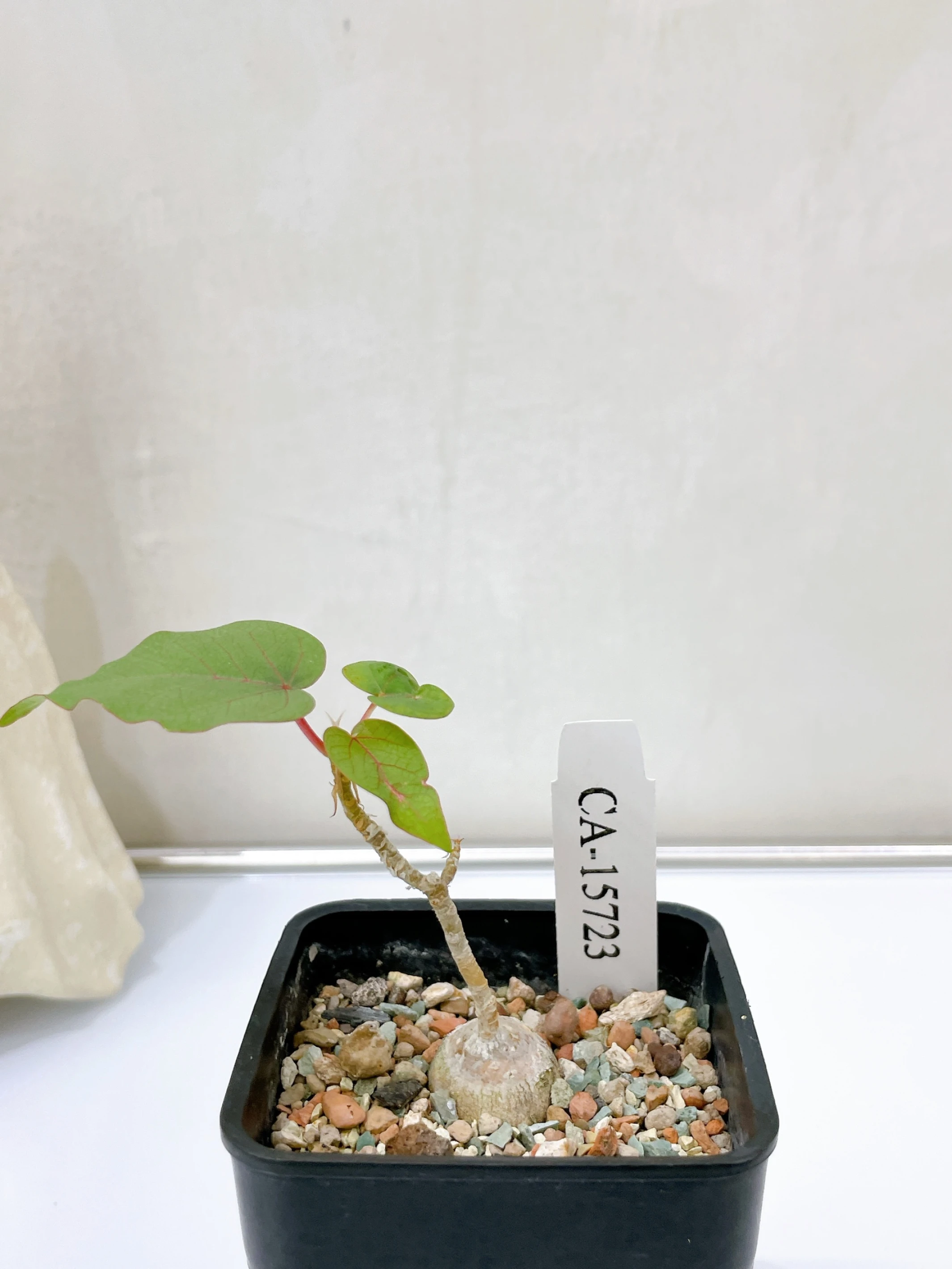 紅脈榕 Ficus petiolaris CA-15723