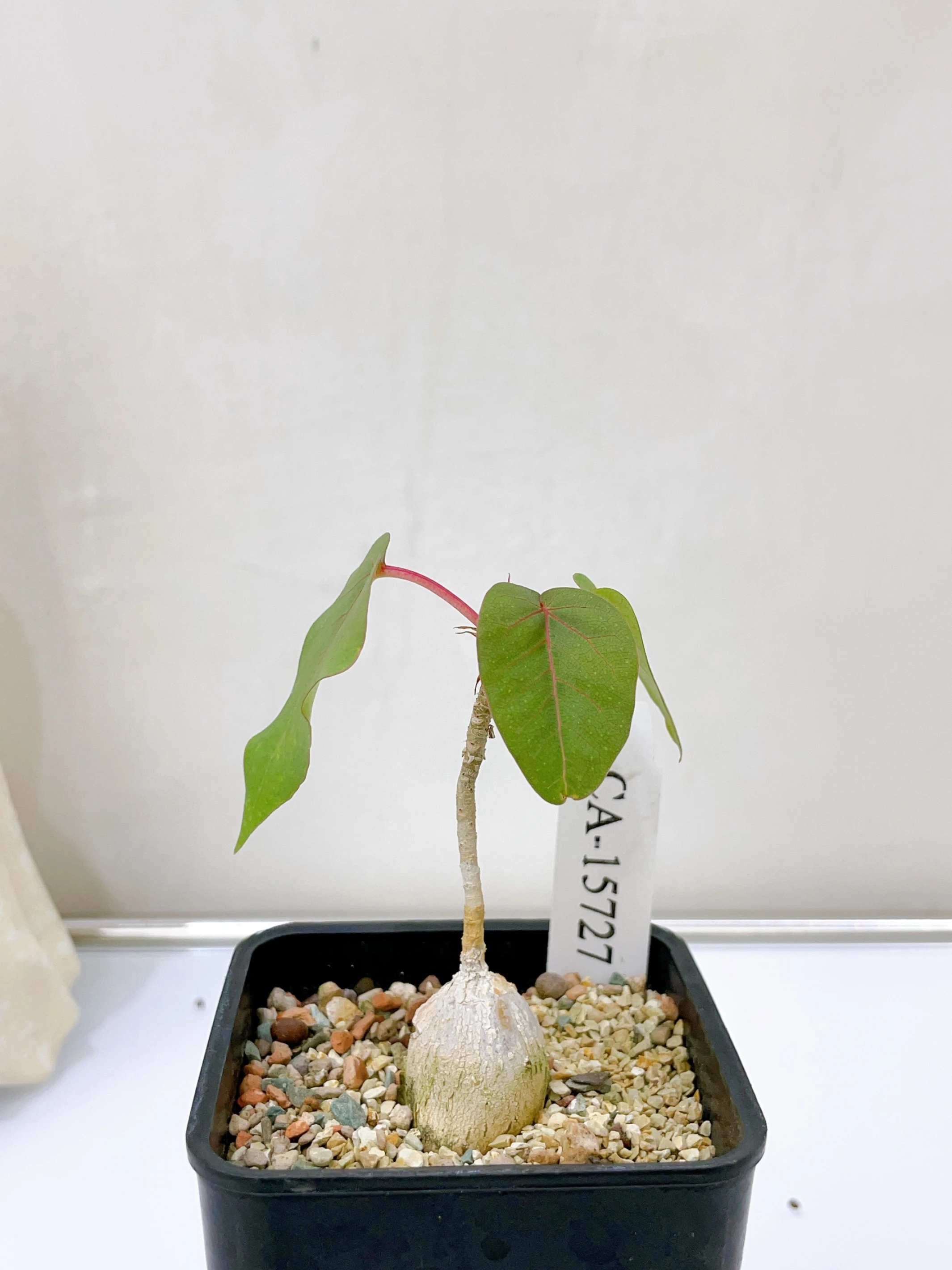 紅脈榕 Ficus petiolaris CA-15727