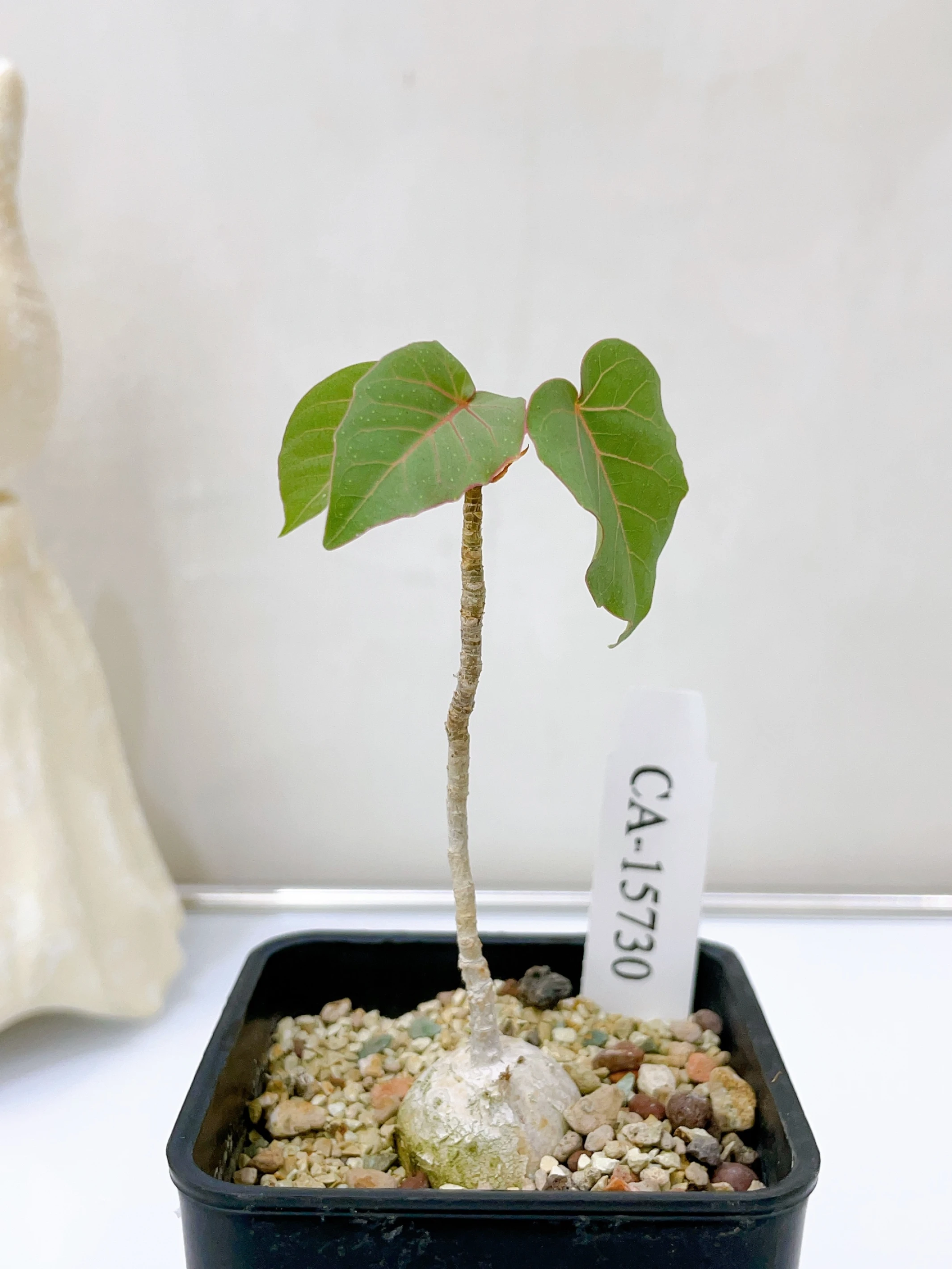 紅脈榕 Ficus petiolaris CA-15730