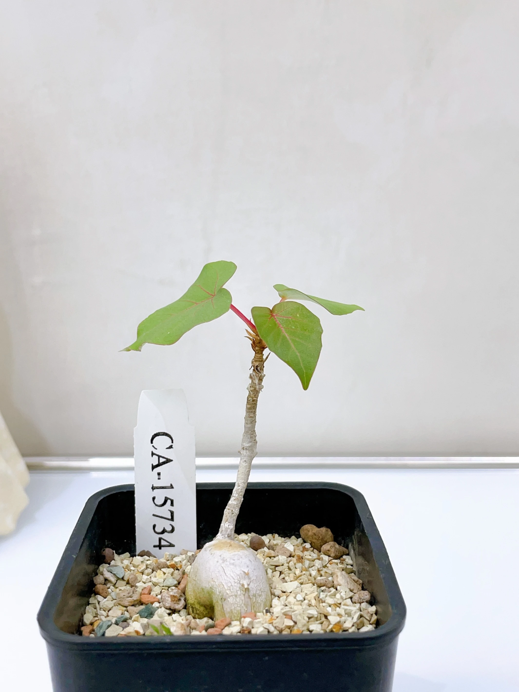 紅脈榕 Ficus petiolaris CA-15734