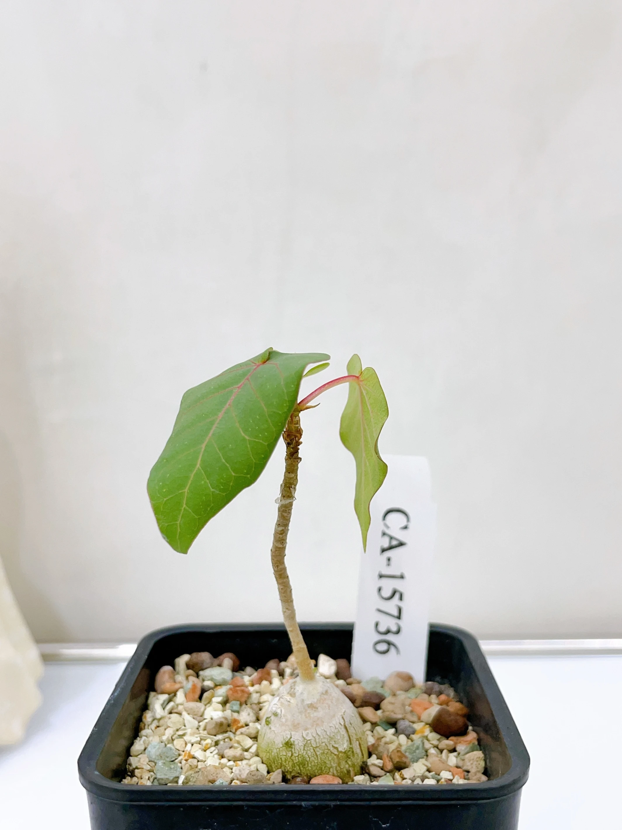紅脈榕 Ficus petiolaris CA-15736