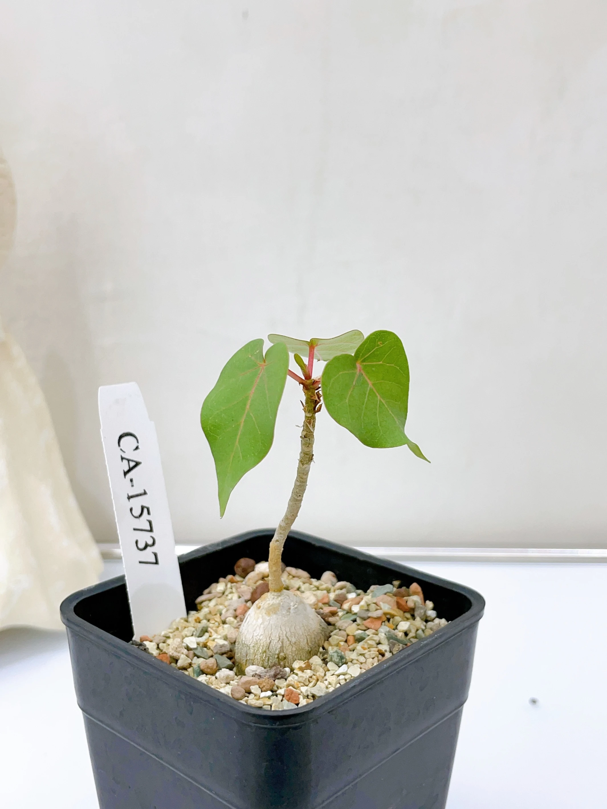 紅脈榕 Ficus petiolaris CA-15737