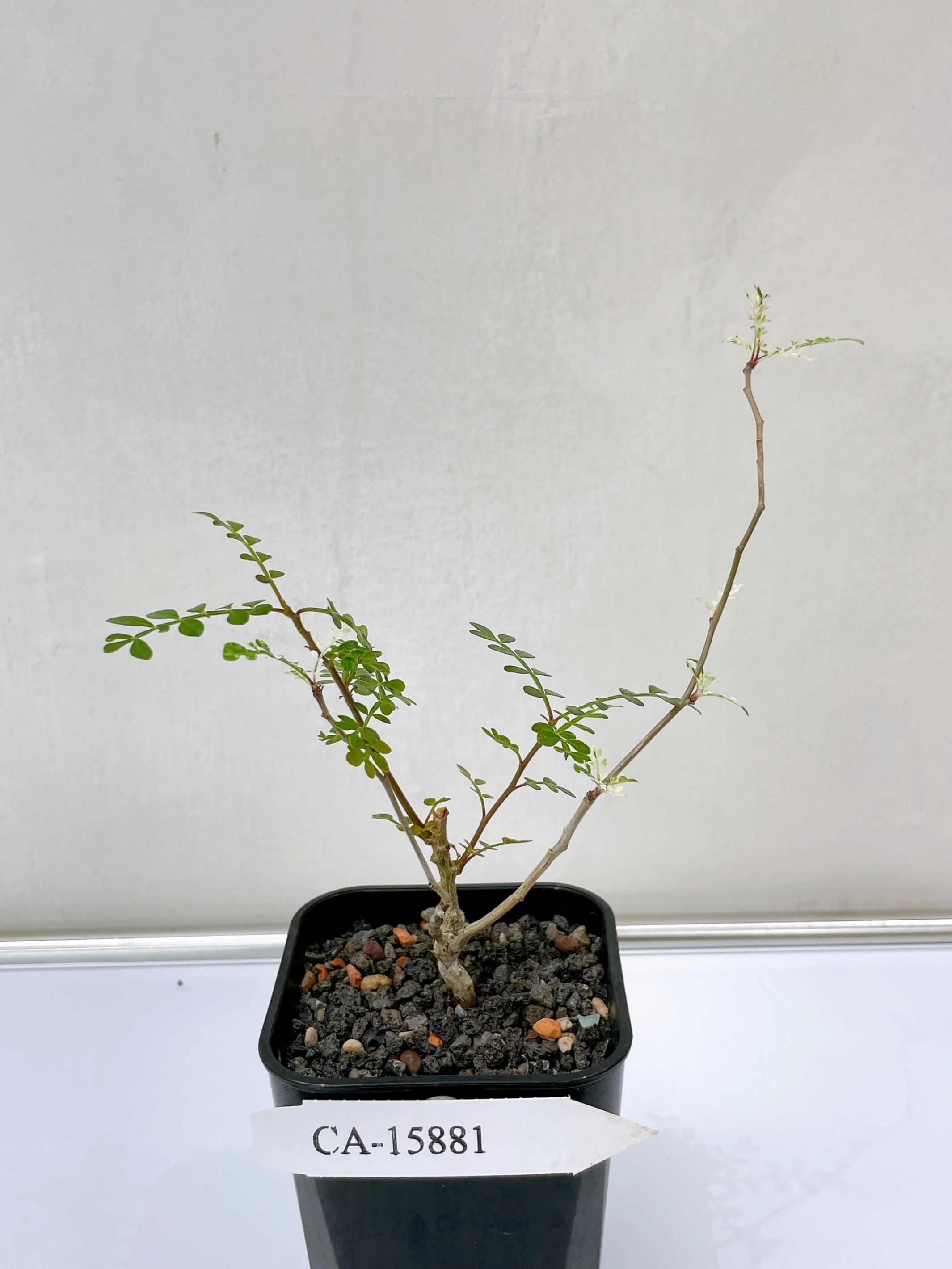 列加氏漆樹錦 Operculicarya decaryi f. variegata + O. sp. CA-15881