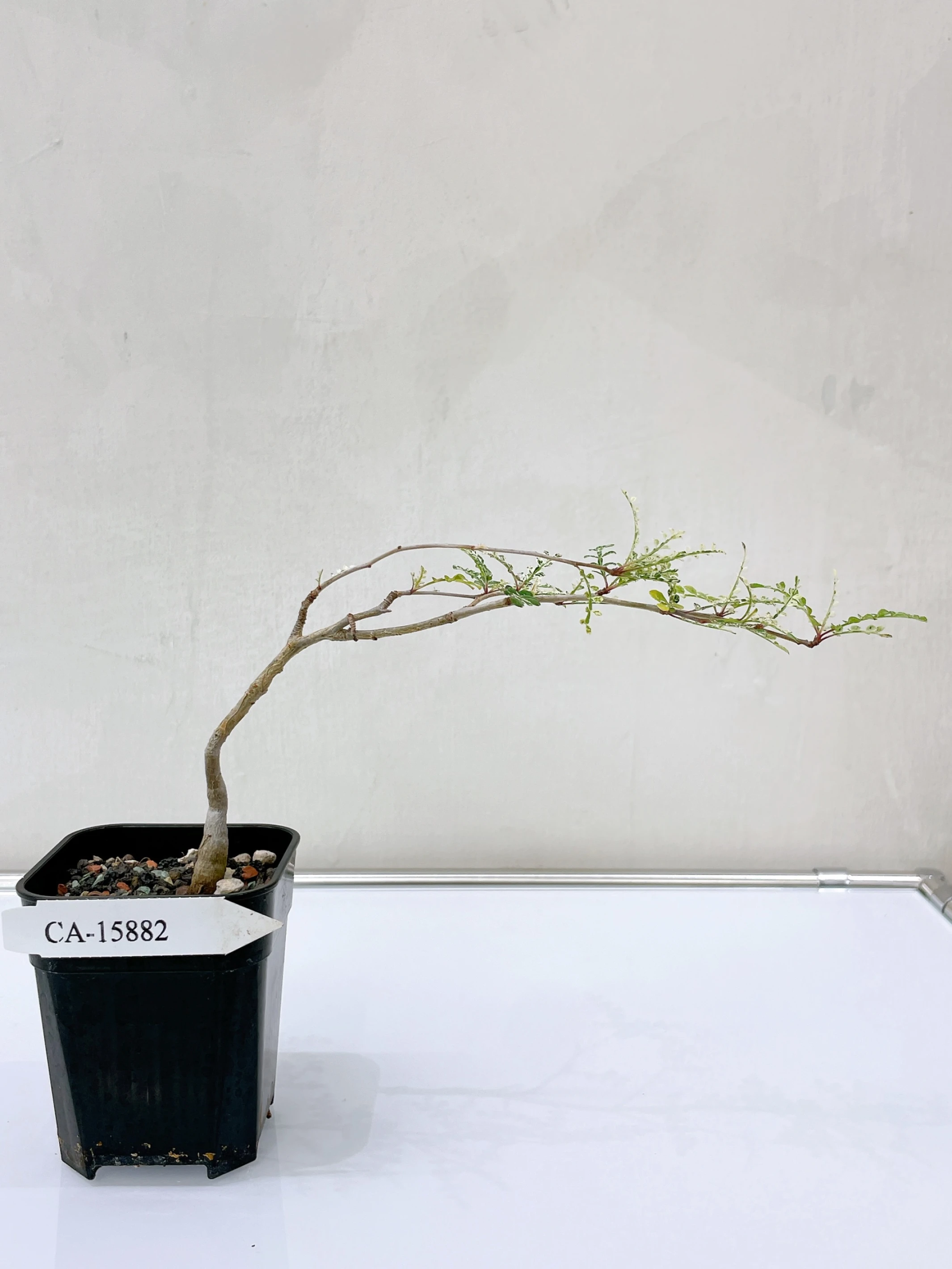 列加氏漆樹錦 Operculicarya decaryi f. variegata + O. sp. CA-15882