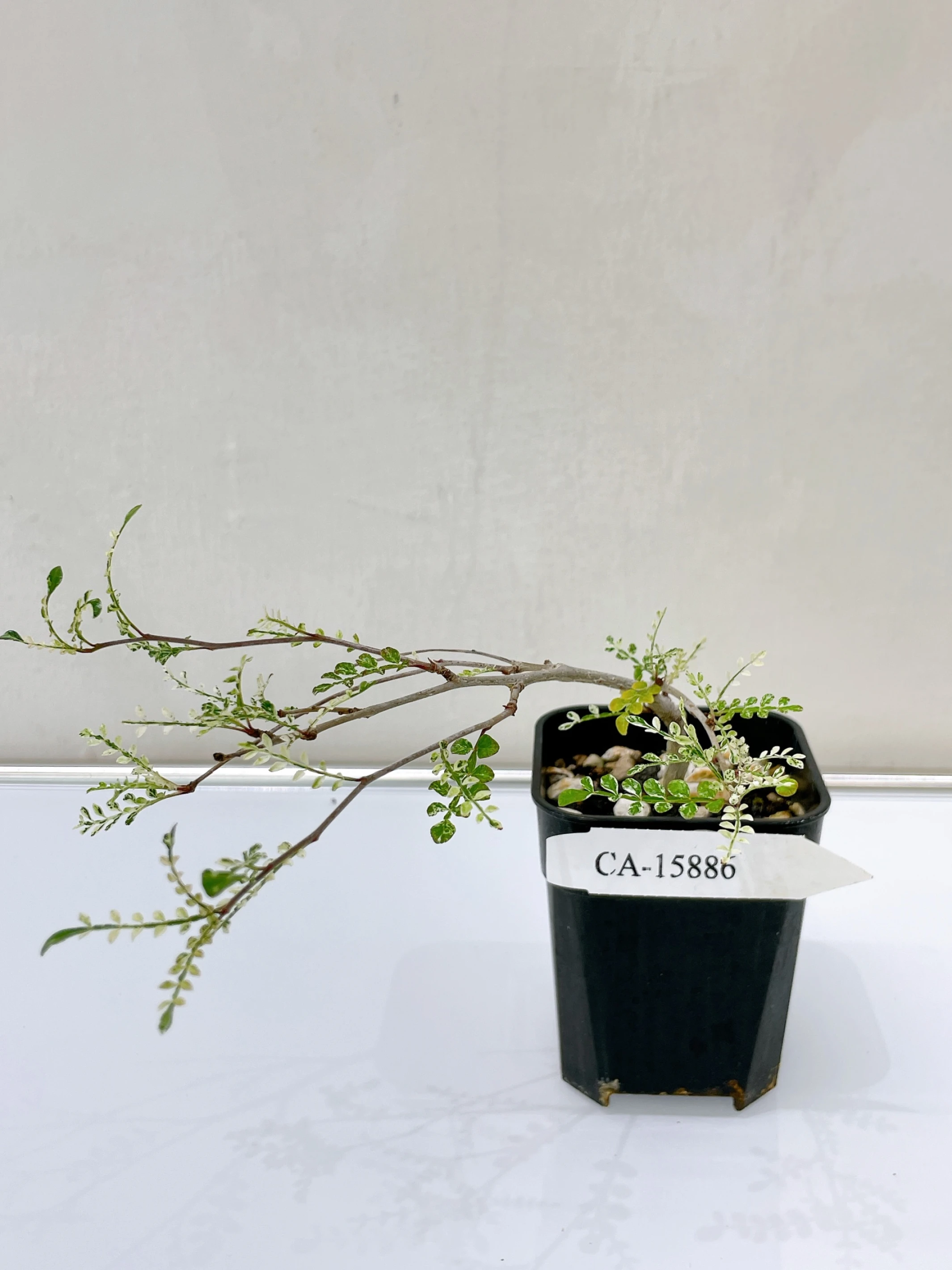 列加氏漆樹錦 Operculicarya decaryi f. variegata + O. sp. CA-15886