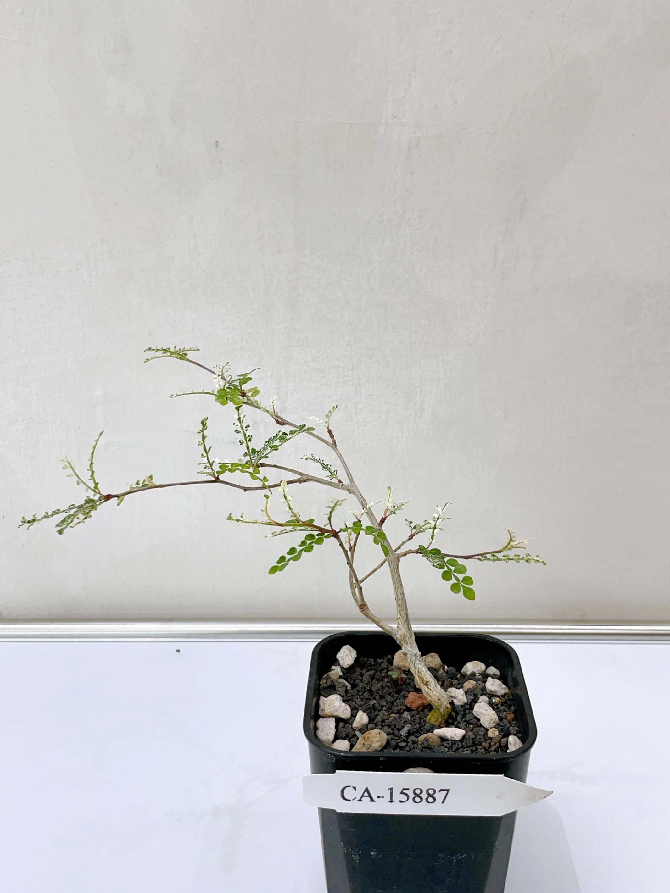 列加氏漆樹錦 Operculicarya decaryi f. variegata + O. sp. CA-15887