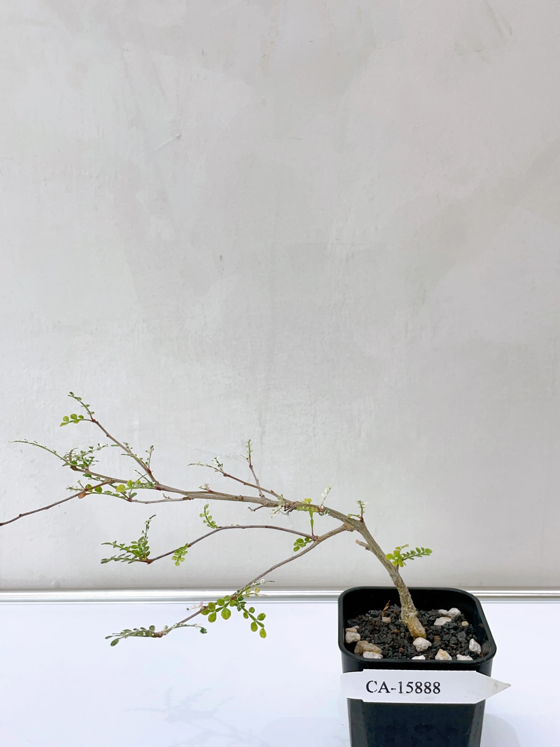 列加氏漆樹錦 Operculicarya decaryi f. variegata + O. sp. CA-15888