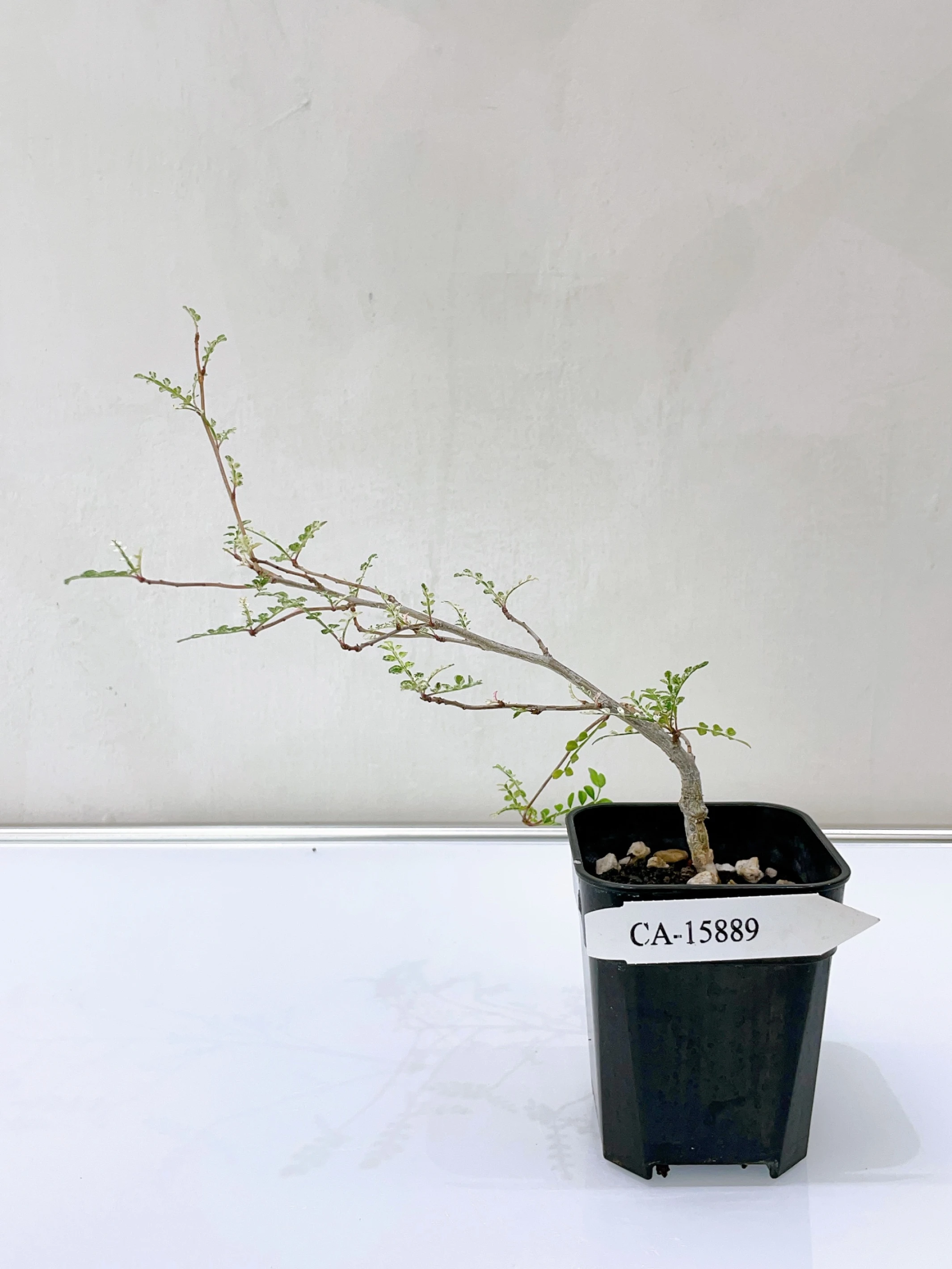 列加氏漆樹錦 Operculicarya decaryi f. variegata + O. sp. CA-15889