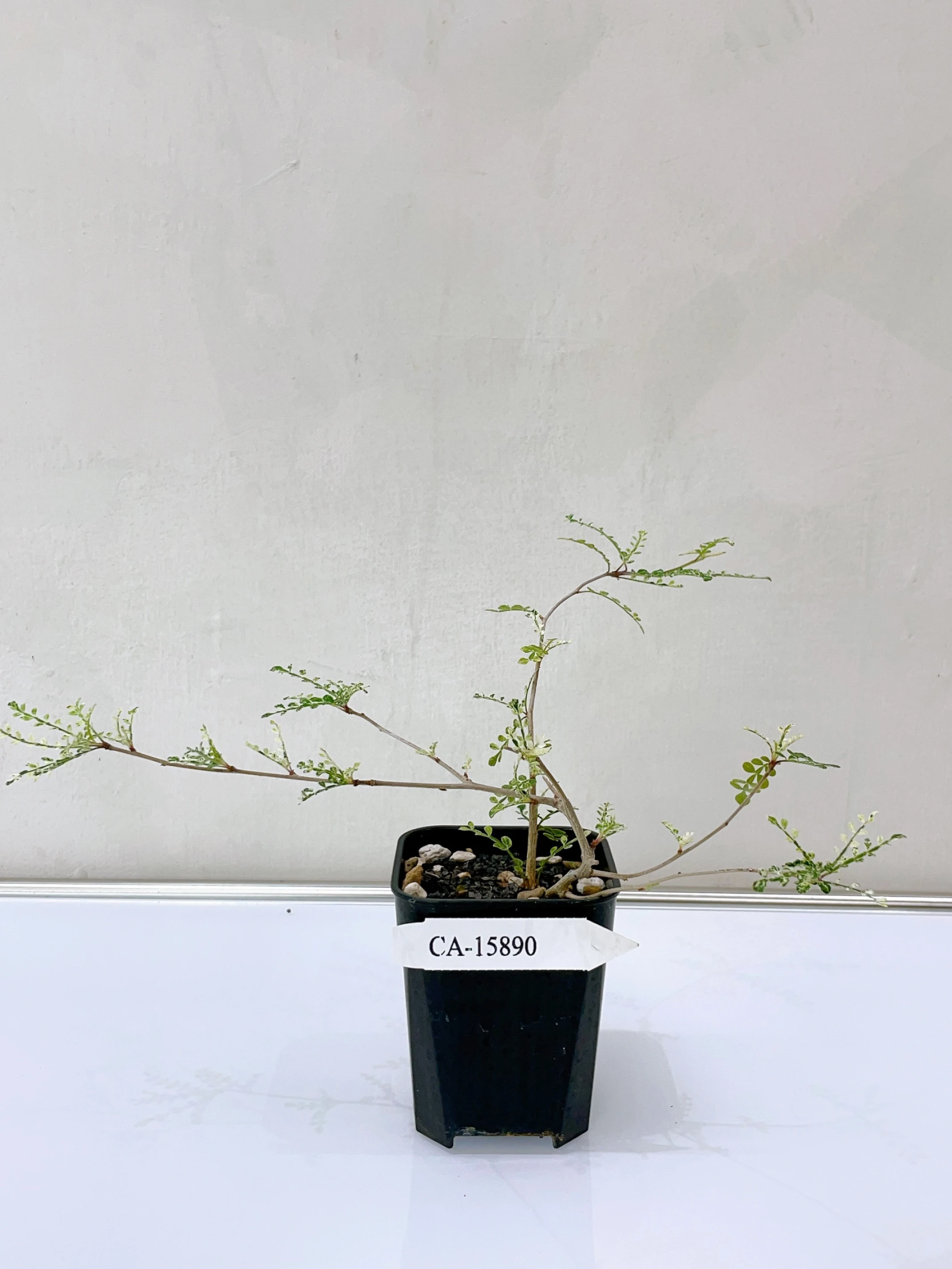 列加氏漆樹錦 Operculicarya decaryi f. variegata + O. sp. CA-15890