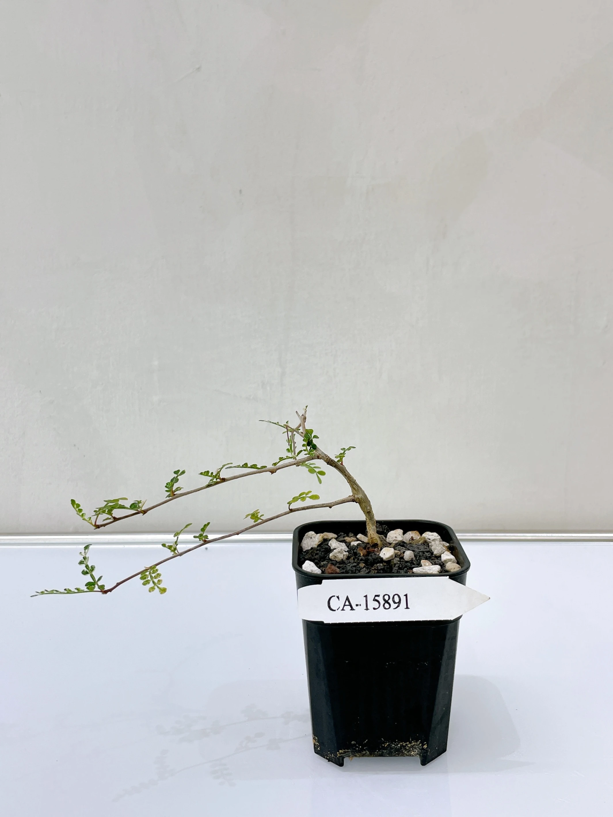 列加氏漆樹錦 Operculicarya decaryi f. variegata + O. sp. CA-15891