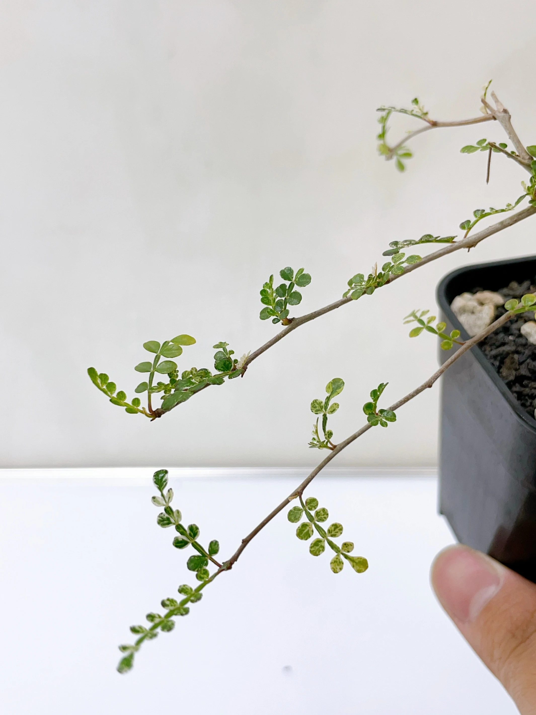 列加氏漆樹錦 Operculicarya decaryi f. variegata + O. sp. CA-15891