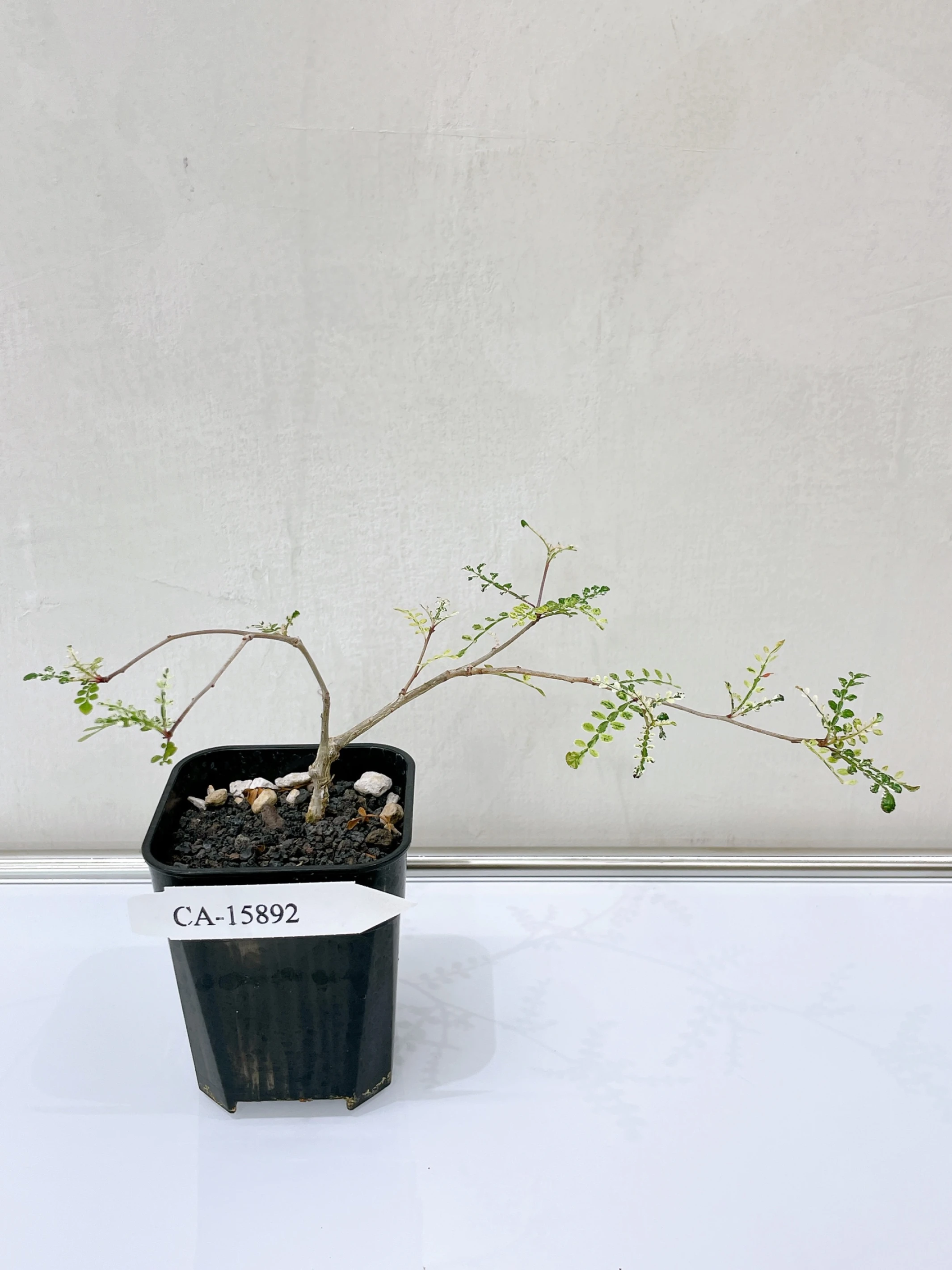 列加氏漆樹錦 Operculicarya decaryi f. variegata + O. sp. CA-15892