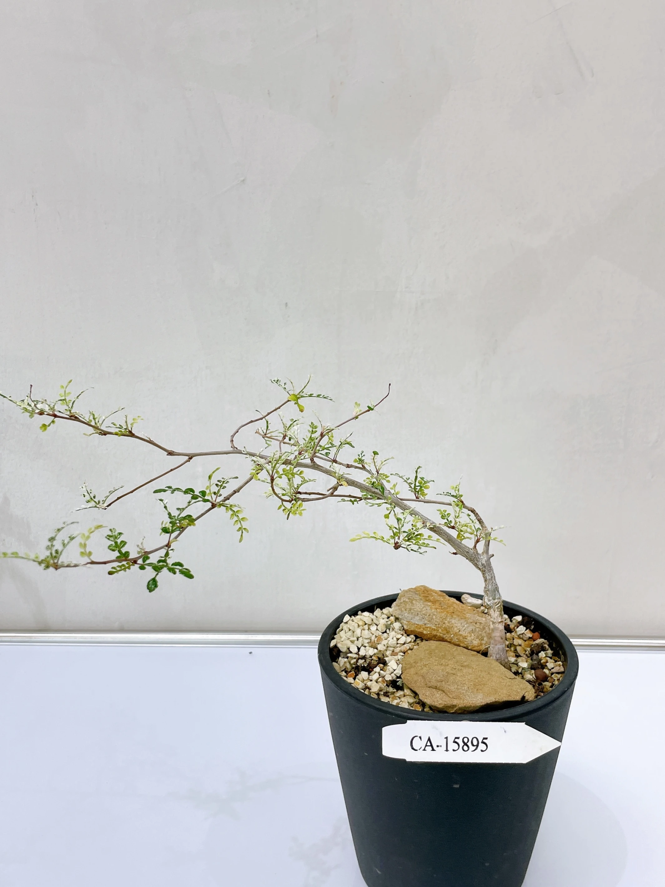 列加氏漆樹錦 Operculicarya decaryi f. variegata + O. sp. CA-15895