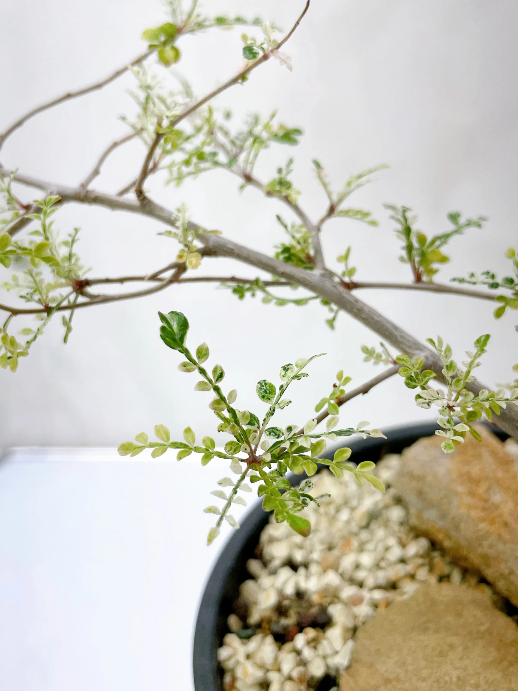 列加氏漆樹錦 Operculicarya decaryi f. variegata + O. sp. CA-15895