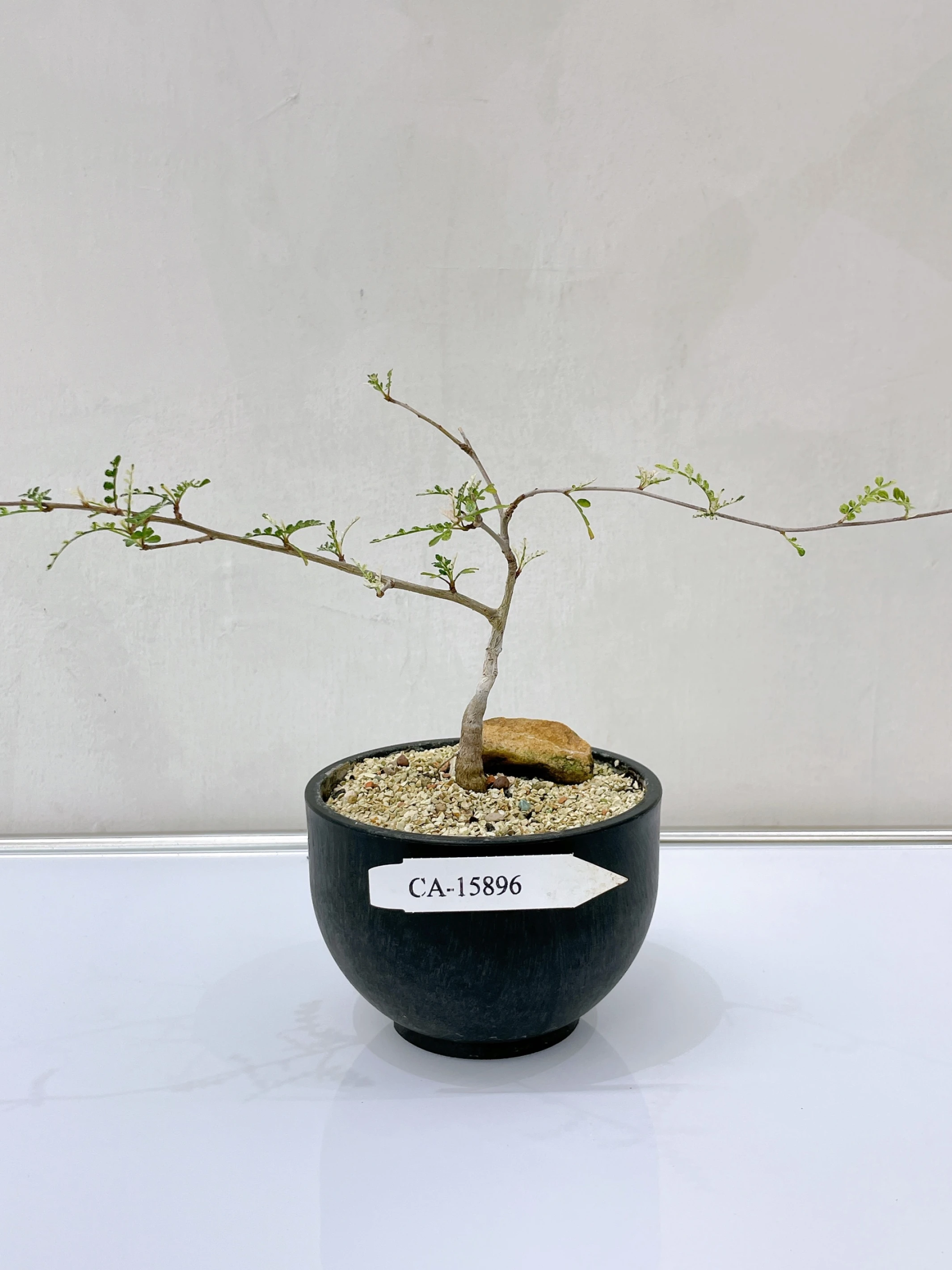 列加氏漆樹錦 Operculicarya decaryi f. variegata + O. sp. CA-15896