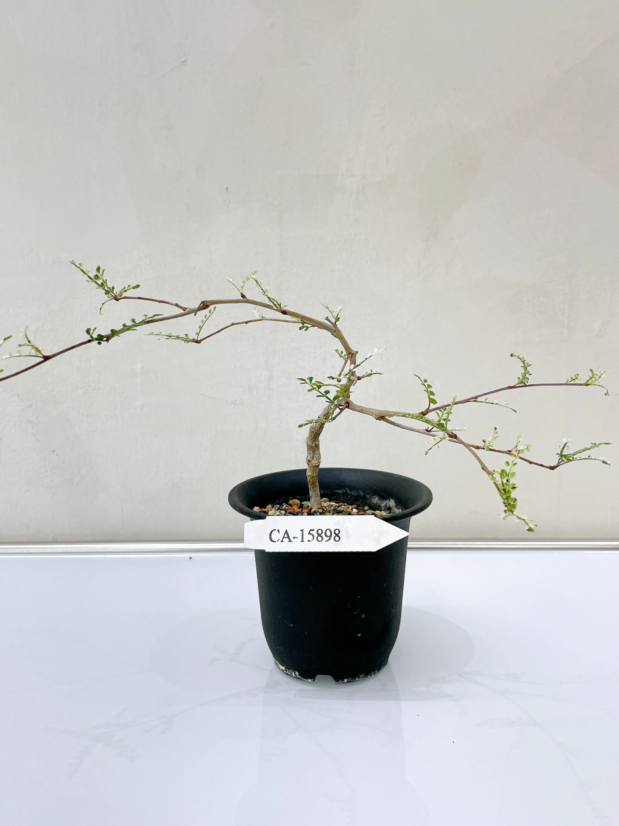 列加氏漆樹錦 Operculicarya decaryi f. variegata + O. sp. CA-15898