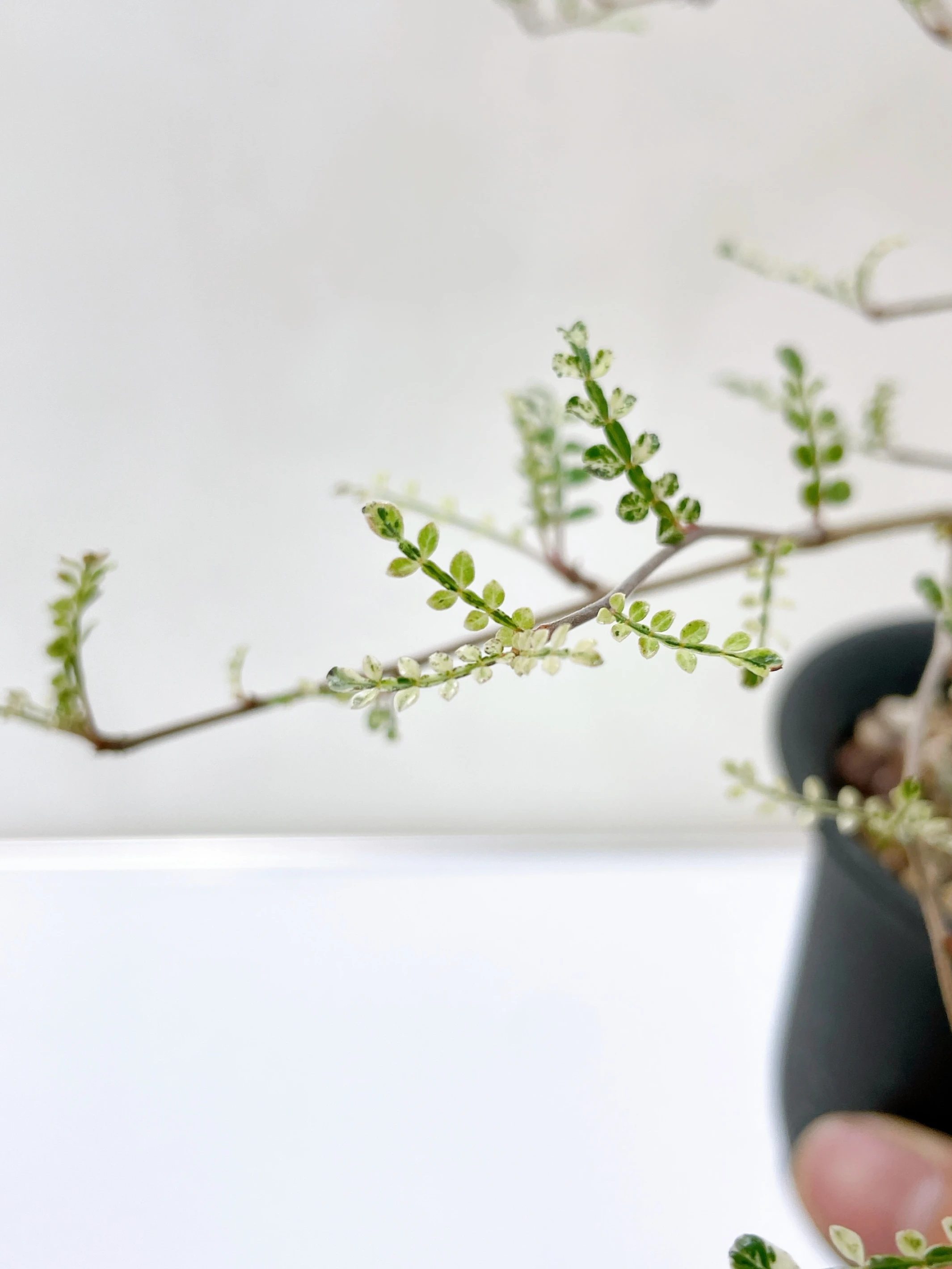 列加氏漆樹錦 Operculicarya decaryi f. variegata + O. sp. CA-15898