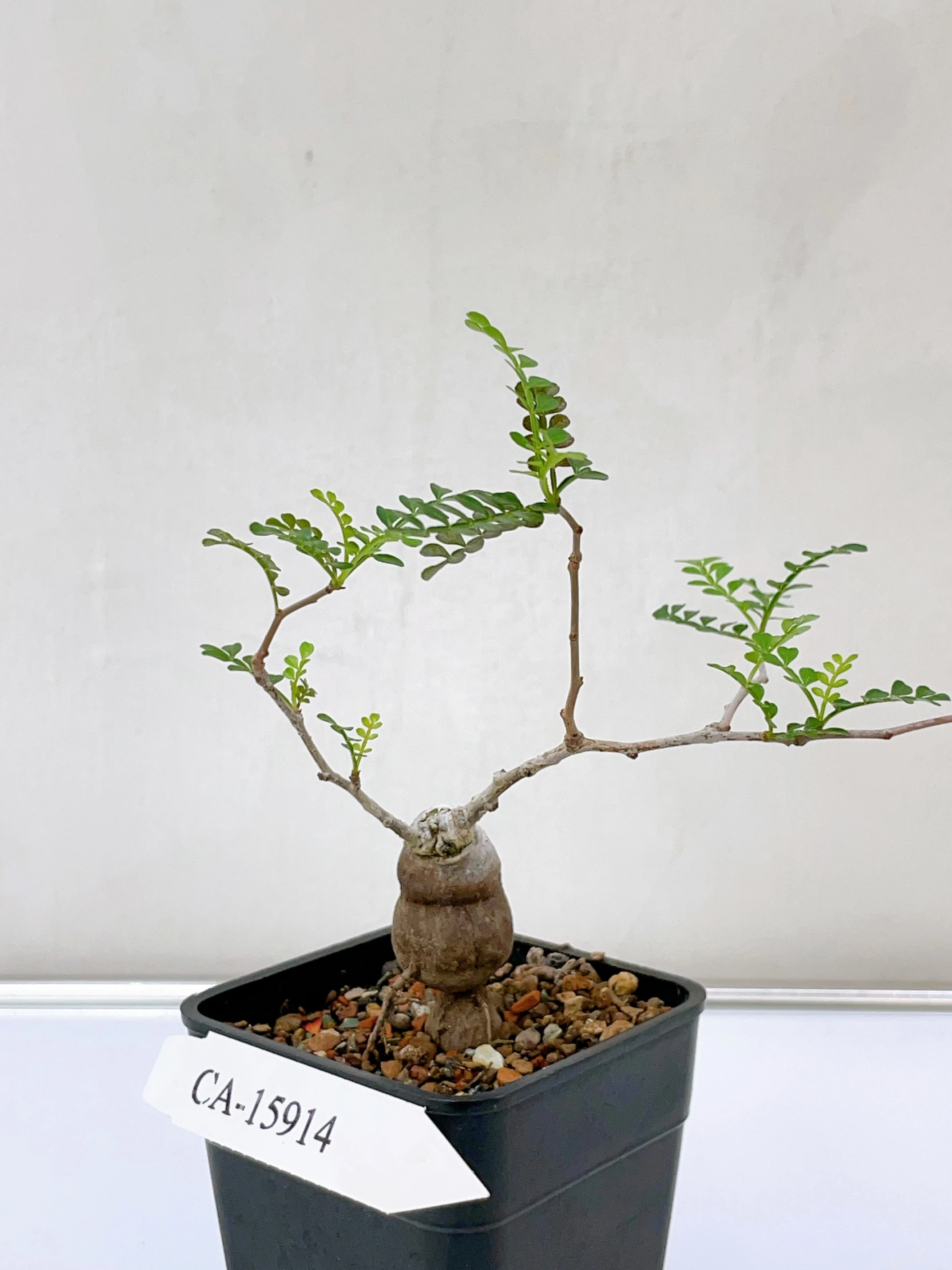 象足漆樹 Operculicarya pachypus CA-15914