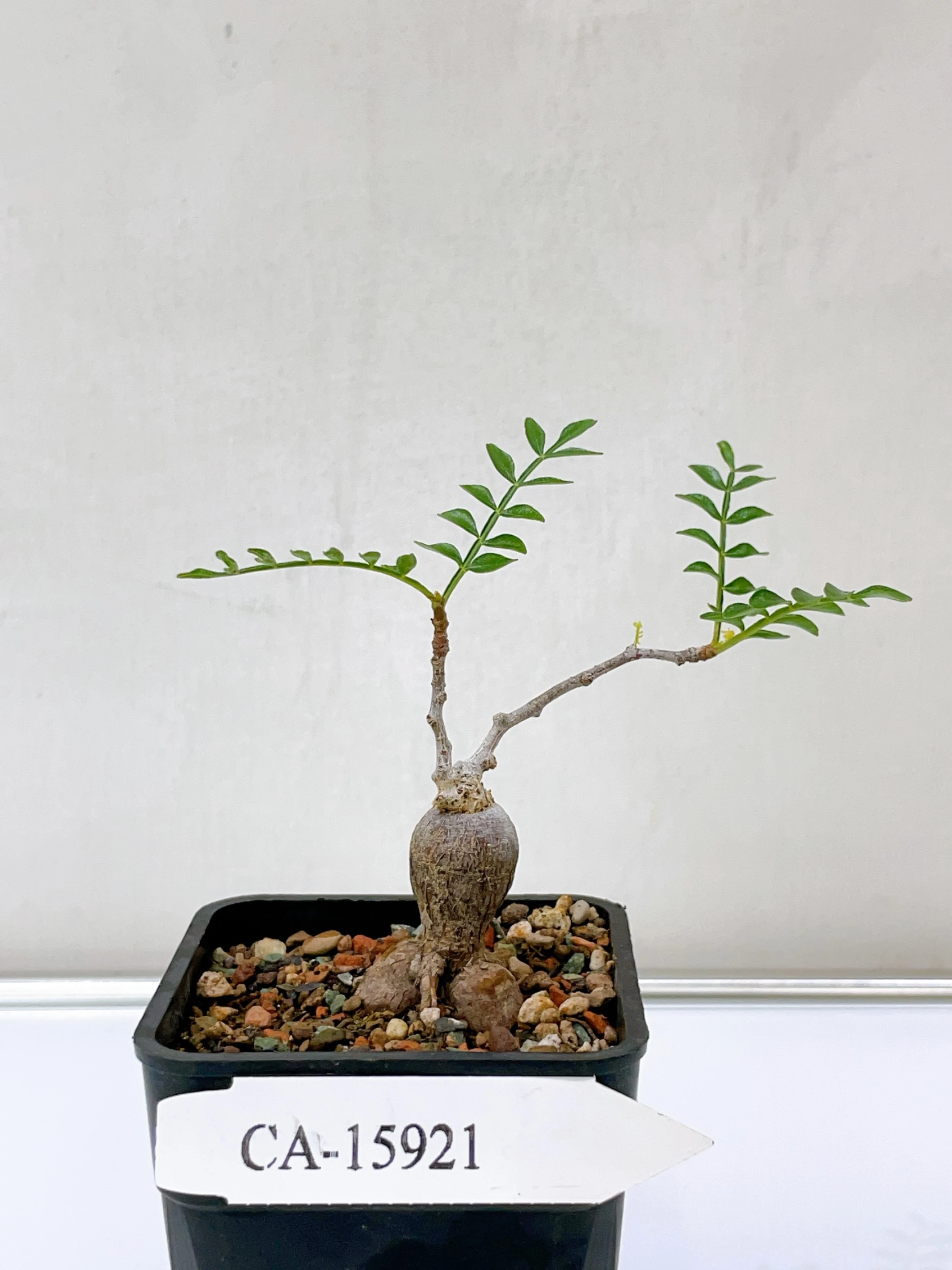 象足漆樹 Operculicarya pachypus CA-15921
