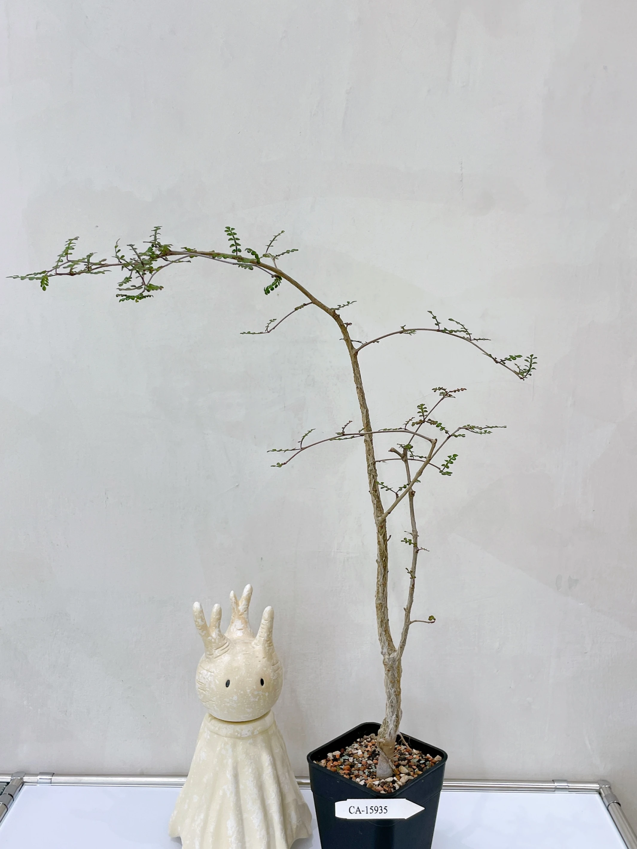 列加氏漆樹 Operculicarya decaryi CA-15935