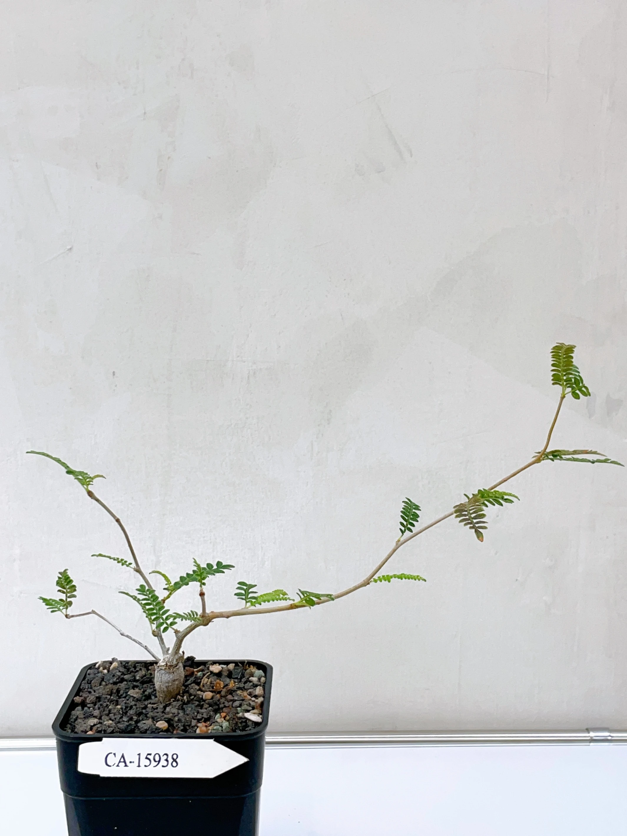 織冠漆樹 Operculicarya hyphaenoides CA-15938