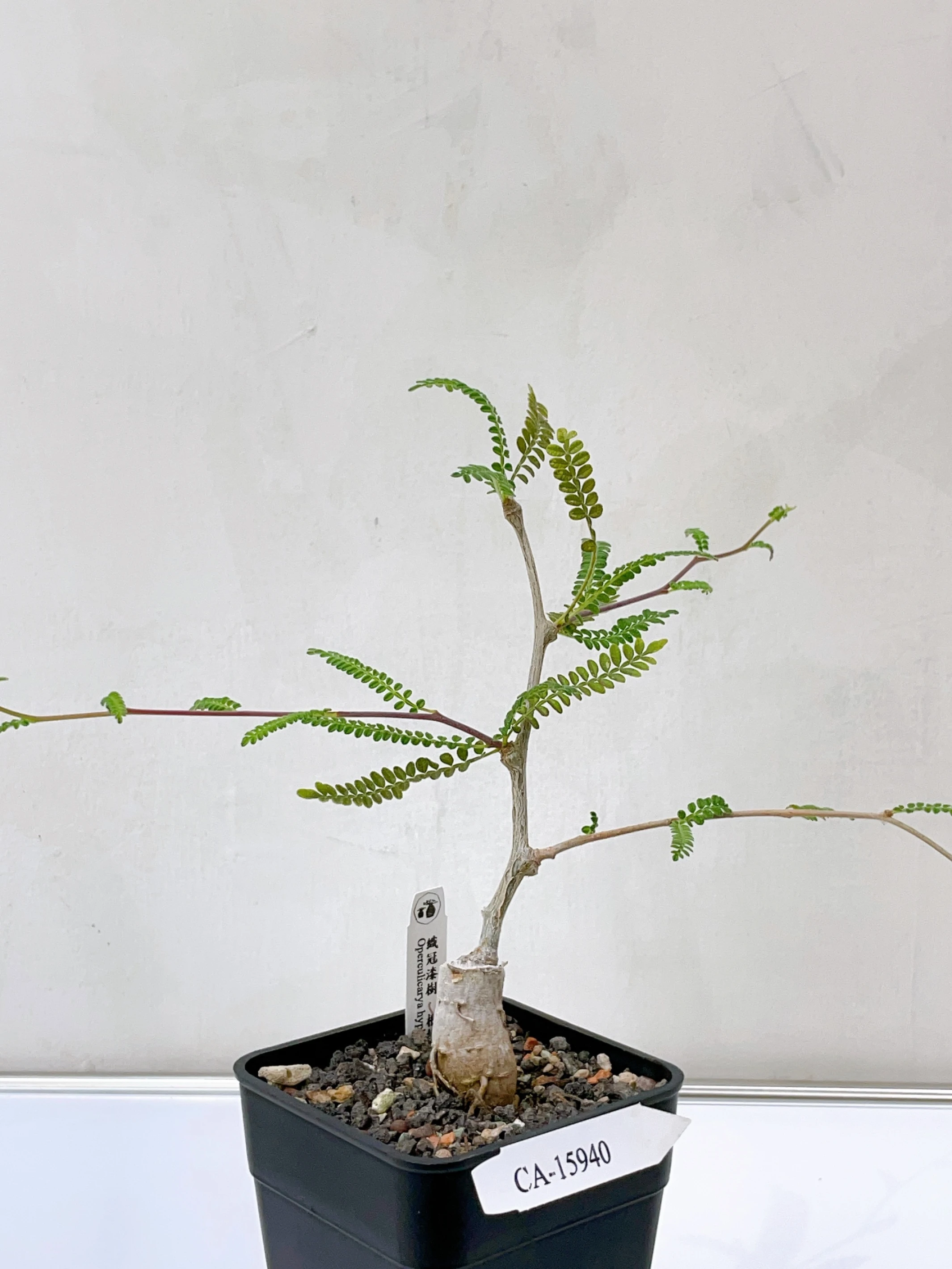 織冠漆樹 Operculicarya hyphaenoides CA-15940
