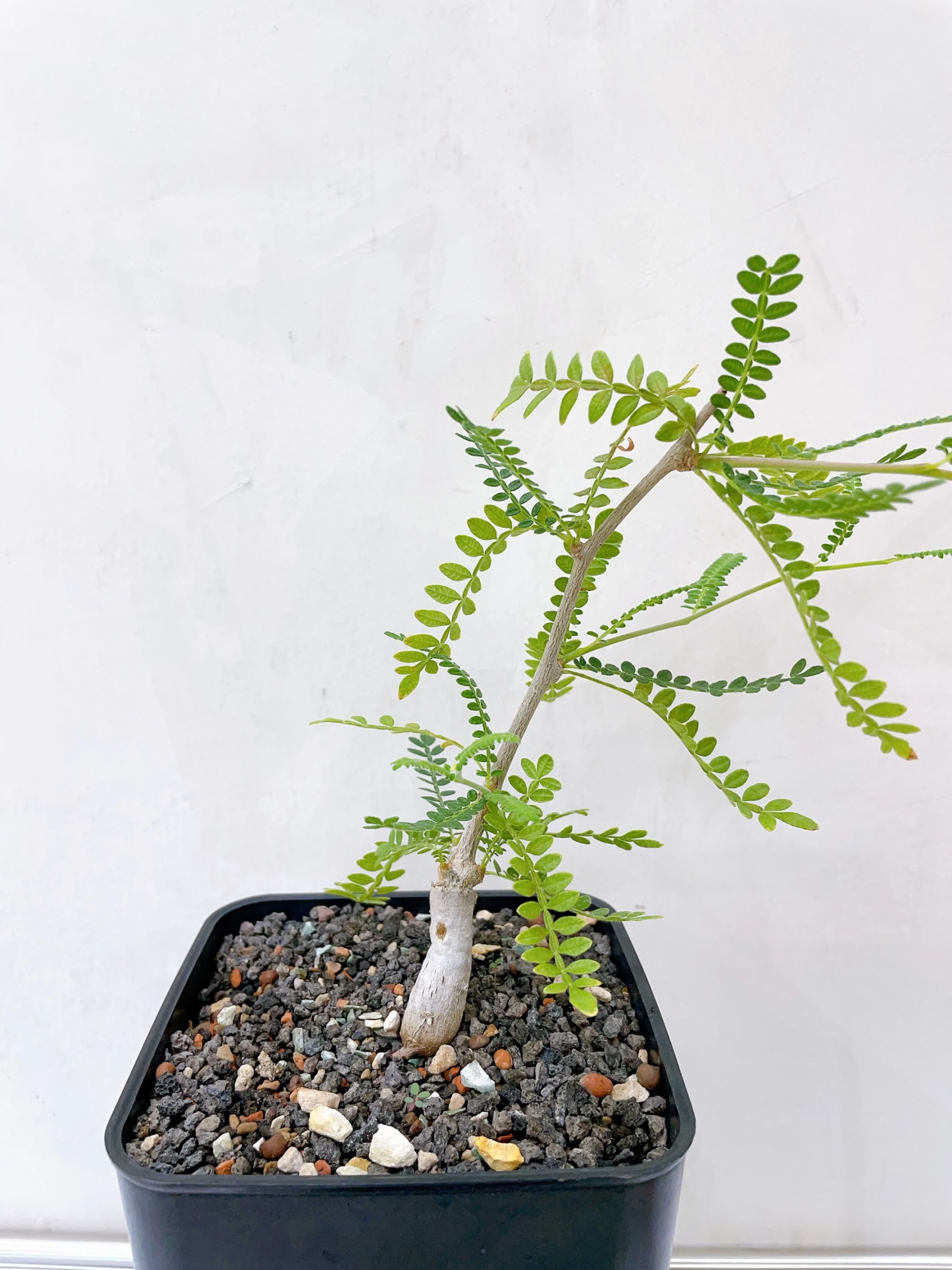 織冠漆樹 Operculicarya hyphaenoides CA-15943