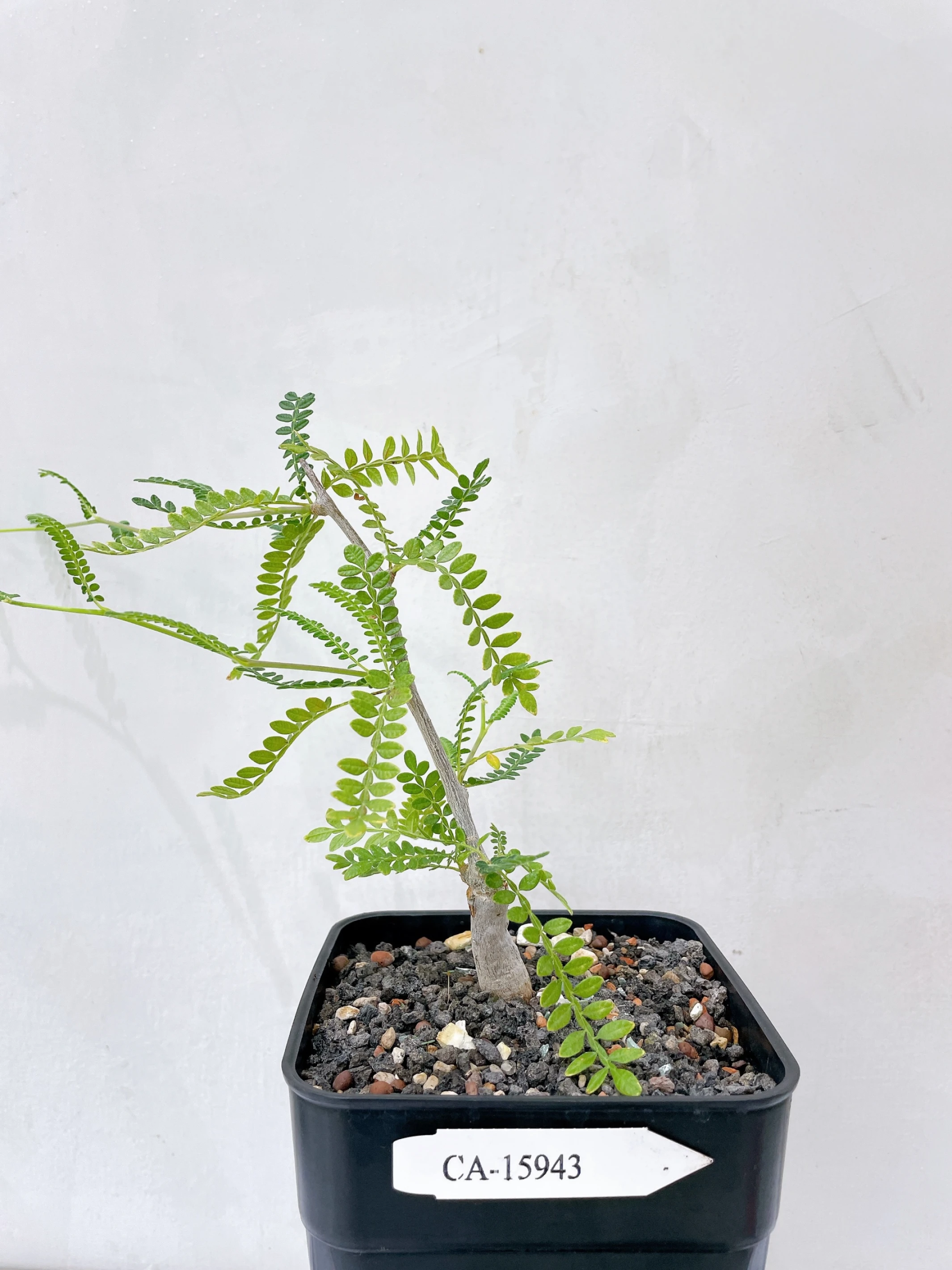 織冠漆樹 Operculicarya hyphaenoides CA-15943