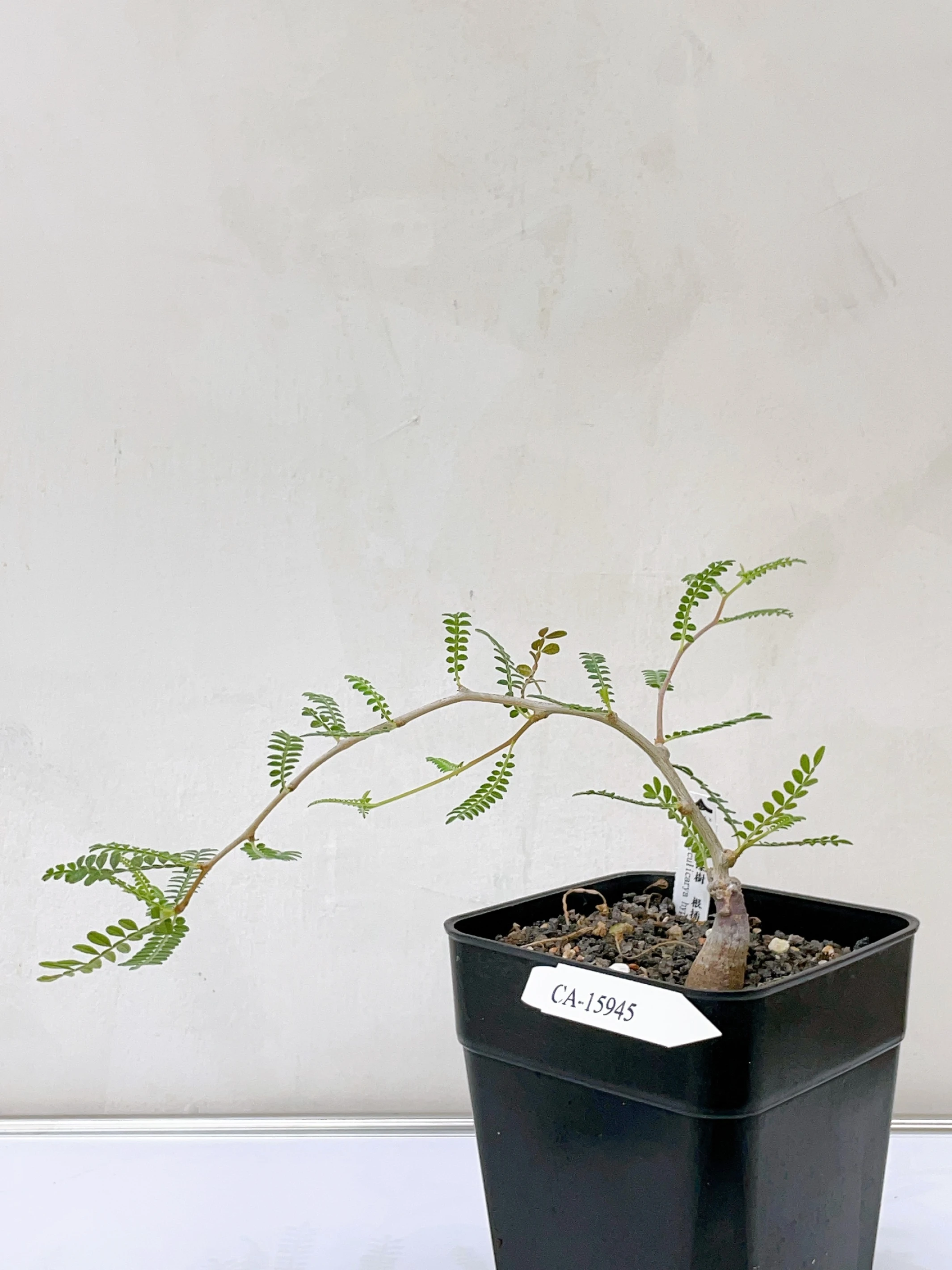 織冠漆樹 Operculicarya hyphaenoides CA-15945