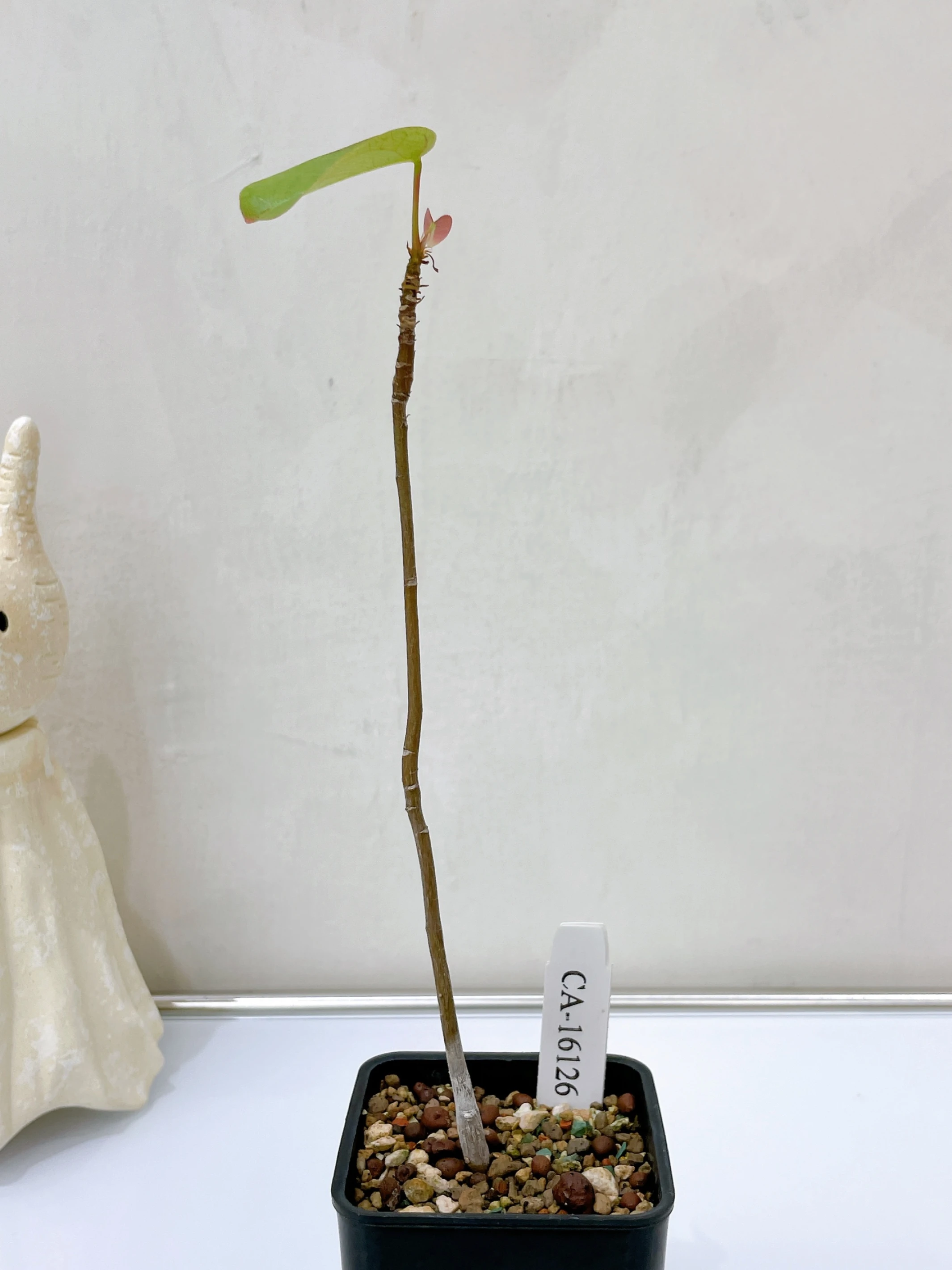 足球樹 Pseudobombax ellipticum CA-16126