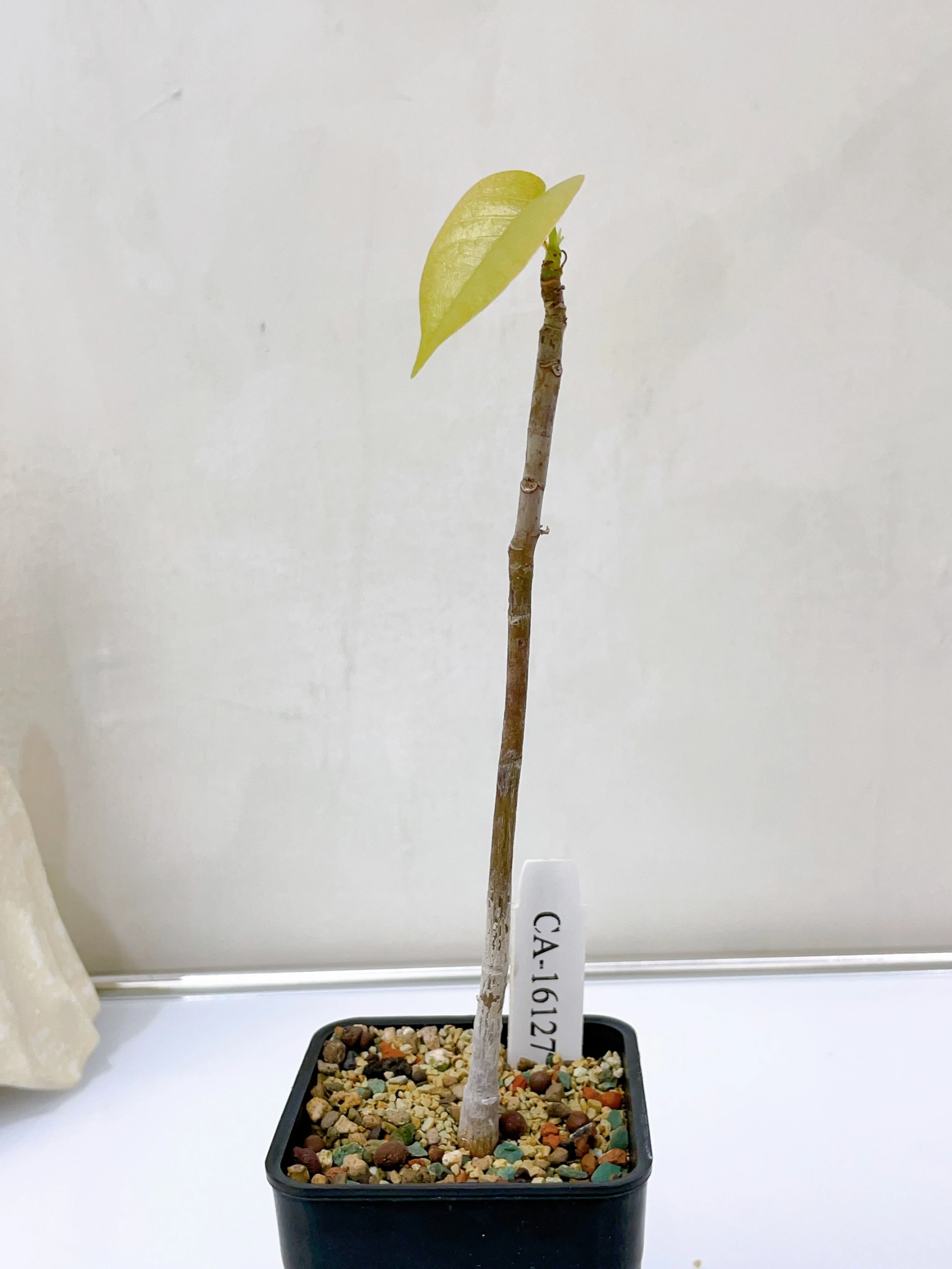 足球樹 Pseudobombax ellipticum CA-16127