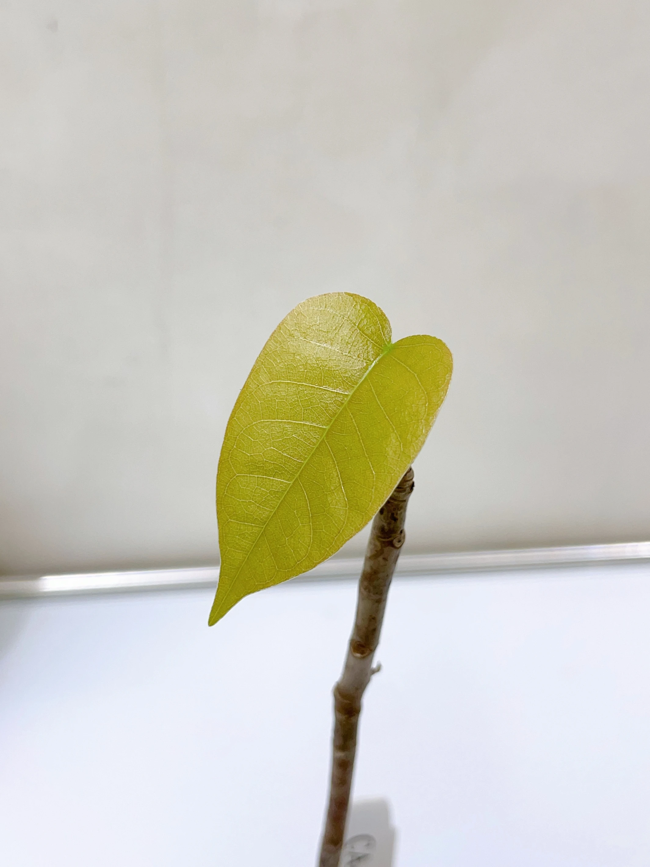 足球樹 Pseudobombax ellipticum CA-16127