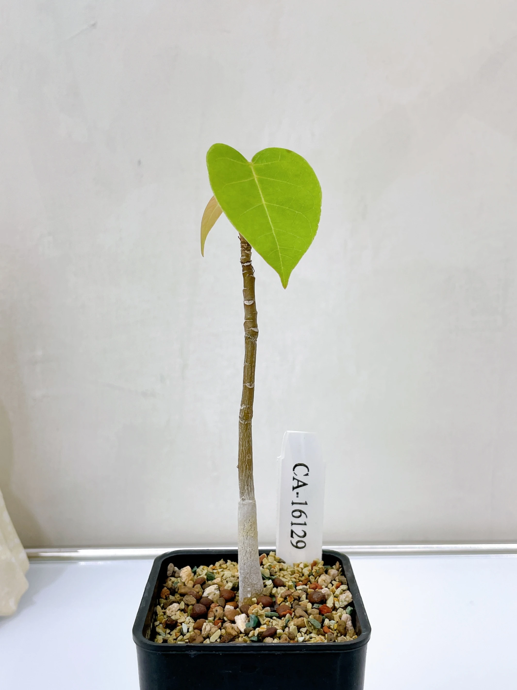 足球樹 Pseudobombax ellipticum CA-16129