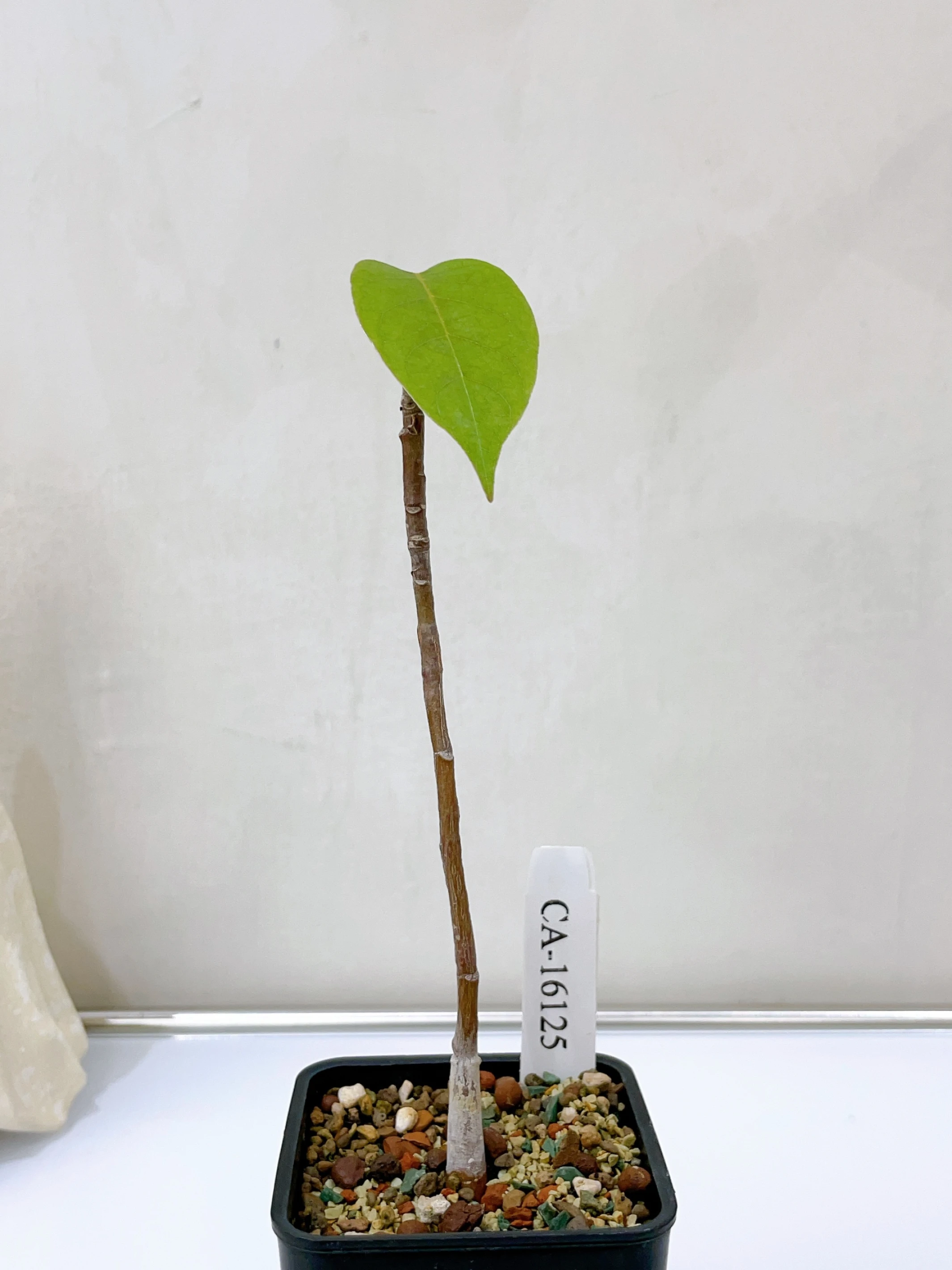 足球樹 Pseudobombax ellipticum CA-16129