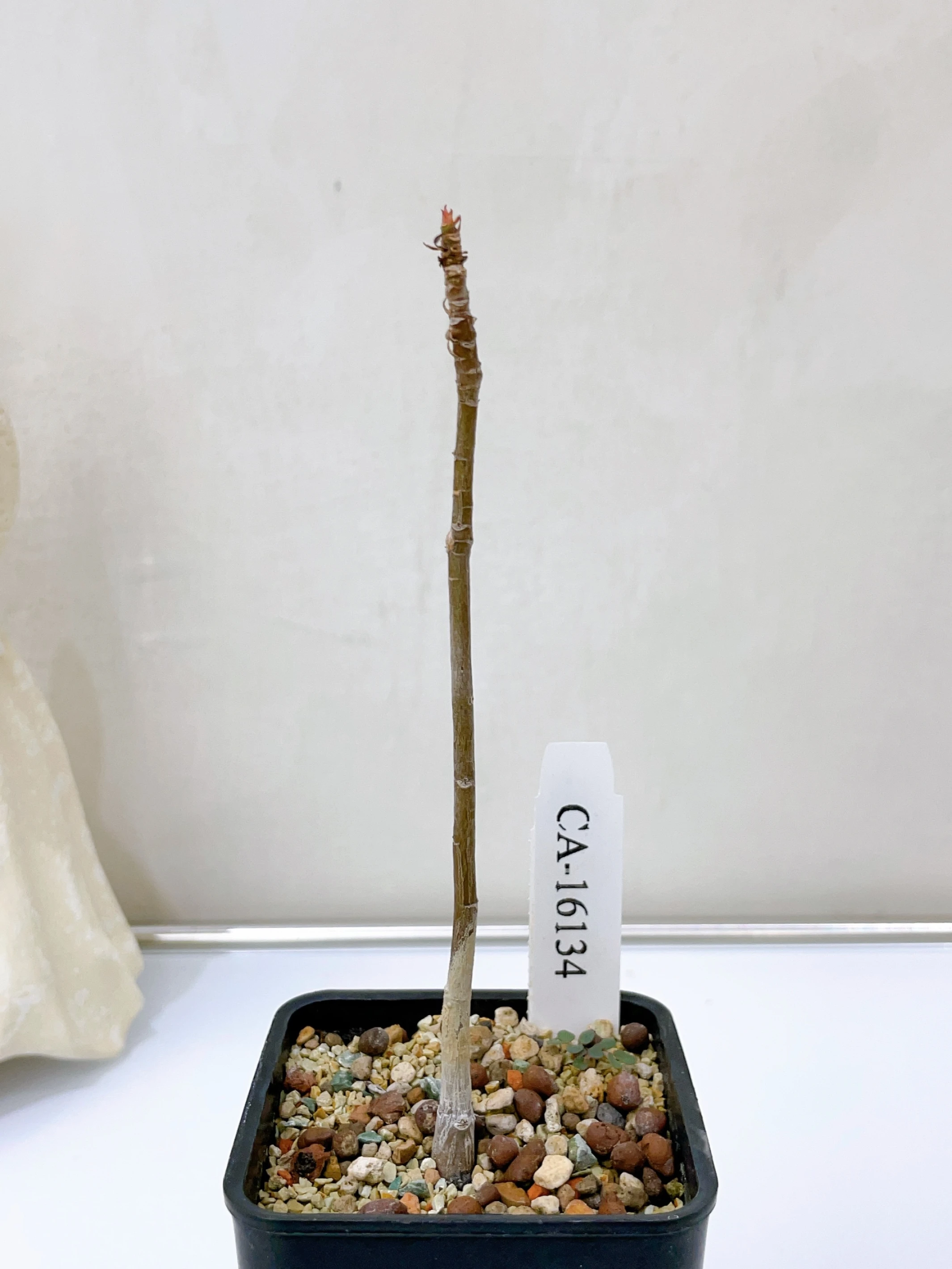 足球樹 Pseudobombax ellipticum CA-16134