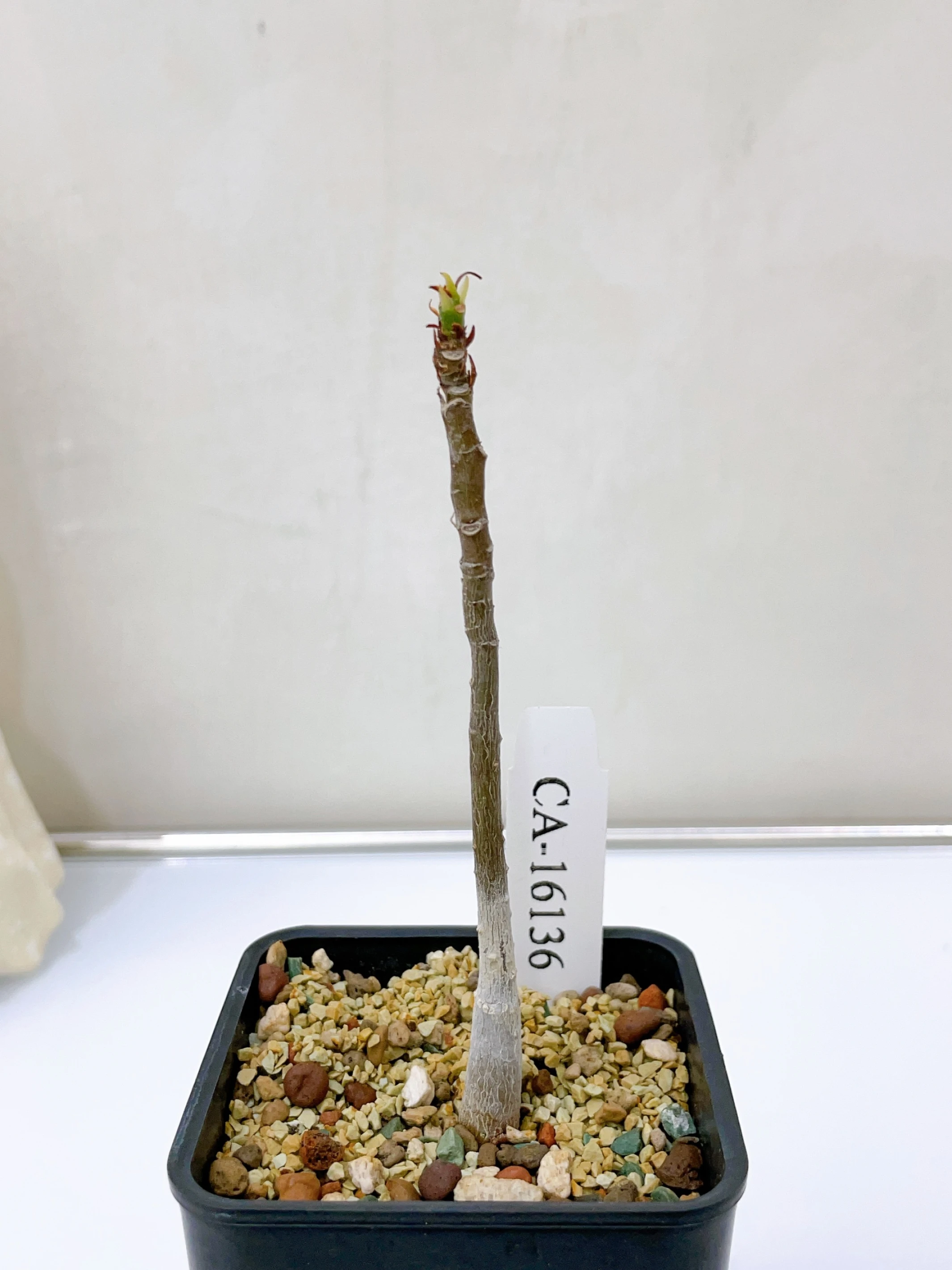 足球樹 Pseudobombax ellipticum CA-16136